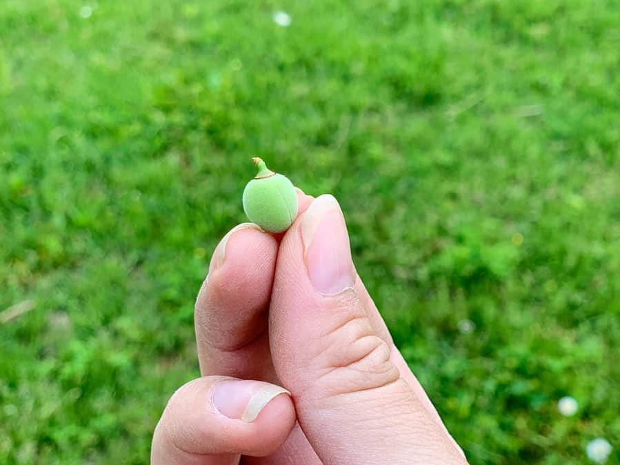 田沢美亜のインスタグラム：「こんにちは。 今年も梅の季節がやってきました。 我が田沢家の小さな梅農園は今月末からの収穫準備のため忙しく動いております。 そんな中、光栄な依頼がありました！ 梅仕事の素晴らしさを教えてくださり、食育のイベントなどでもアシスタントとして学ばせていただいている、私の師匠「おむすびまるさんかく」オーナー大倉千枝子さんから今月末に開催されるセミナーに田沢梅農園の小梅を使いたいとオファーがありました！ 師匠からこんなありがたいお声がけがあり、毎日わくわくドキドキしながら大切に育て上げてきた梅の生育を見守り、収穫を待っているところです。 我が家の梅農園は群馬県北部に位置するみなかみ町の自然豊かな環境の中で育てられています。土性にも適していて無農薬で育てております。 多くの方に味わって頂けたら嬉しいです。  今回のセミナーは梅仕事のエキスパートである 大倉千枝子先生　@maru3kak による この時期にしか味わえない小梅のカリカリ漬けです！！ スケジュール  5月30日（土）14:00~14:50  今回は外出が自粛される状況を踏まえて、ZOOMオンライン講座となりますので収穫した梅は皆さまに農園から直送いたします。  セミナーの詳しい内容と応募方は @terakoya31　 をご覧ください。  申し込み締切が5月19日までだったのですが、定員に少し余裕があるようなのでお問合せの上お申込みください。  #大倉千枝子 #おむすびまるさんかく #田沢梅農園 #然の梅月夜野  #terakoya #小梅のカリカリ漬け  #梅仕事 #みなかみ町」