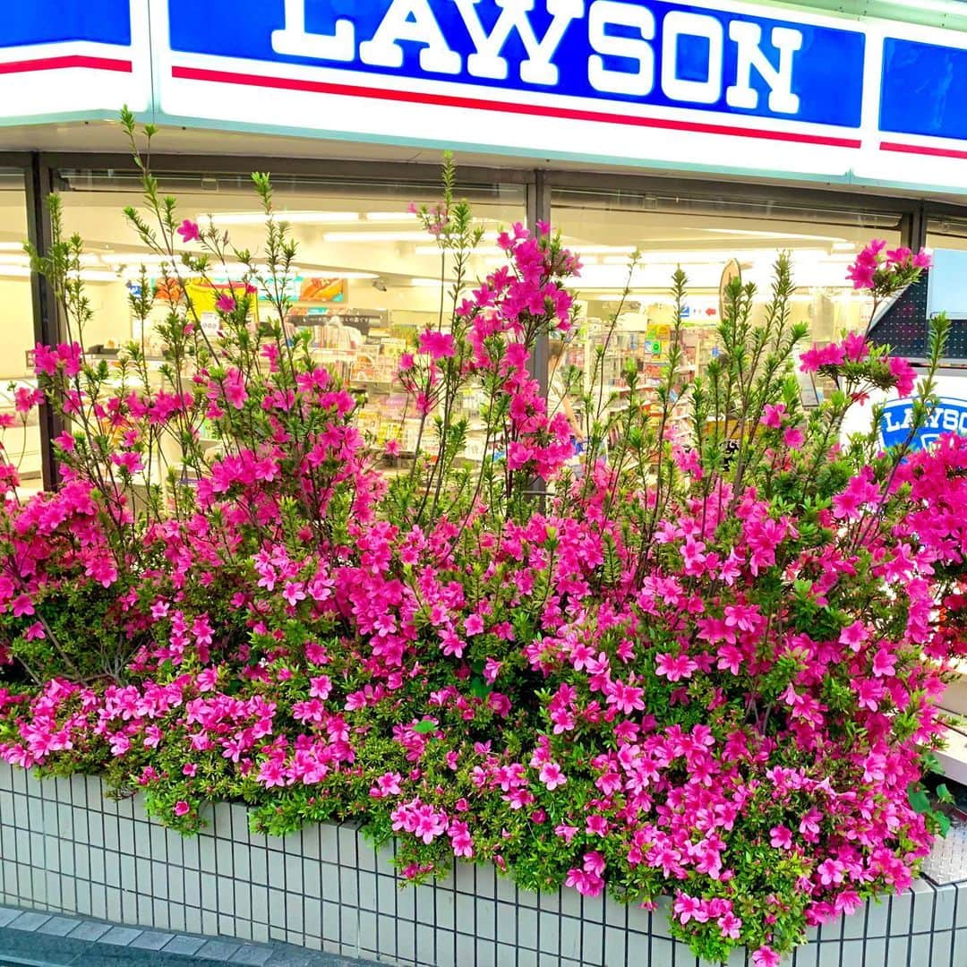 けらえいこのインスタグラム：「なんだろこの植物・・・サツキ？？と初めて見るワイルドな姿に笑ってしまいました。」