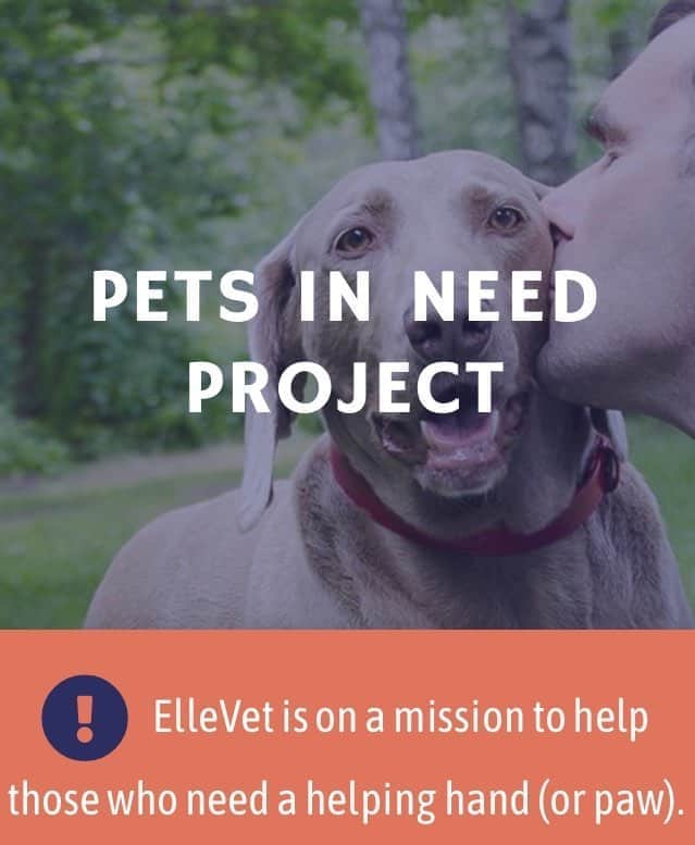 ジェーン・リンチさんのインスタグラム写真 - (ジェーン・リンチInstagram)「What a wonderful effort! @ellevetsciences and vet @PatrickMahaney are on a mission to help those who need a helping hand (or paw). Consider supporting them in this life-saving work! https://www.ellevetsciences.com/petsinneed/」5月20日 15時09分 - janelynchofficial