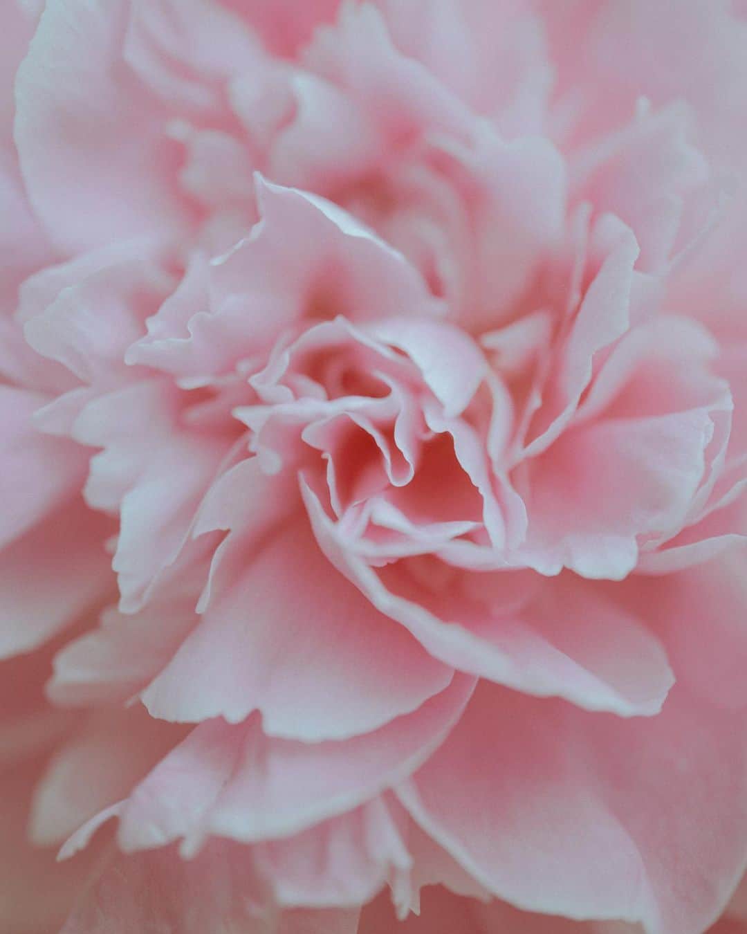 林響太朗さんのインスタグラム写真 - (林響太朗Instagram)「#flower #white #pink #1dxmarkiii #sigma70mmmacro #photooftheday #macro」5月20日 15時25分 - kyotaro_photo