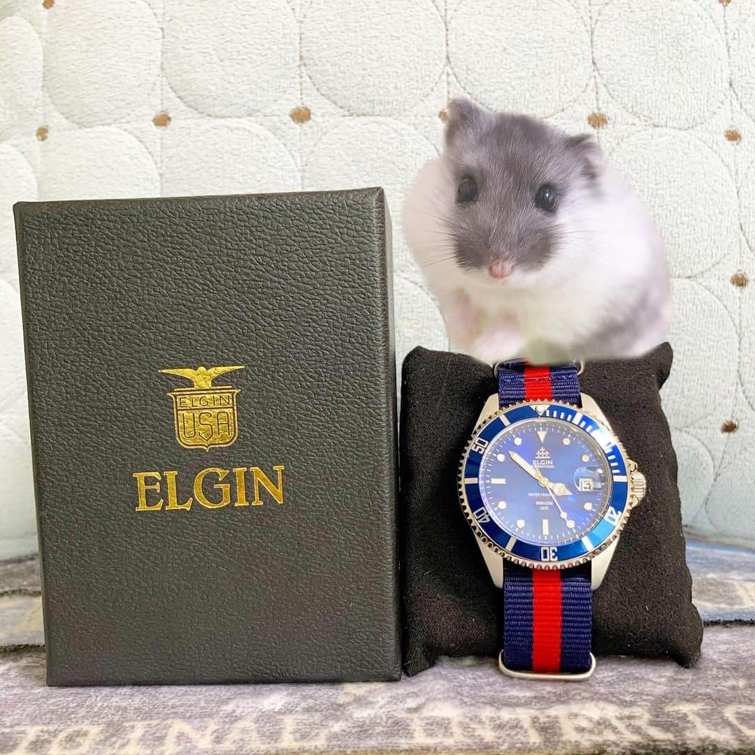 hamster_mocoさんのインスタグラム写真 - (hamster_mocoInstagram)「ELGIN @elginjapan  様のカッコ良くて男前な時計のモニターをさせて頂きました😎⌚✨🐹 ･ 1864年アメリカ産まれのELGIN🇺🇸 自動巻ムーブ使用、200M防水、1カレンダー表示(見やすい拡大レンズ付き) ･ タフさと充実な機能を搭載✨オールラウンダーなELGINスペシャルエディション✨ ･ 10％OFFクーポンコード 【  asahier 】 ･ #エルジン#時計#腕時計#elgin#手元倶楽部 ･  #ハムスターふく#ハムスター#ジャンガリアンハムスター#ジャンガリアン#パイドハムスター#パイドジャンガリアン#ジャンガリアンパイド#ふわもこ部 #モフモフ#ハムスタグラム #hamster#djungarian#hamstagram#hammy#happy_pets#PET_OF_OUR_WORLD#igersjp#ig_japan#instapet#weeklyfluff#kawaii#cute#仓鼠#정글리안#햄스터」5月20日 15時47分 - asahi.fl