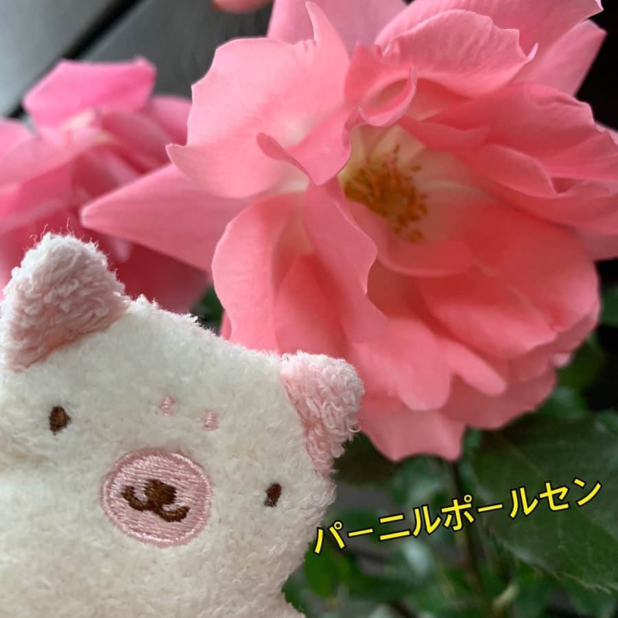 江口ともみさんのインスタグラム写真 - (江口ともみInstagram)「自粛生活お楽しみ企画‼️ 今日は。。。 「ハートを探せ♥️」 この間の母の日や、良太のセレモニーでも素敵なお花を用意してくれた @s.hanatachi1981 さんにご協力頂きました😊 元々は姉の結婚式のお花の装飾をして頂いたのが最初‼️ 可愛い薔薇さんたちとアジサイをお迎えしました💕  #自粛生活お楽しみ企画 #探せシリーズ #花達 #薔薇#紫陽花 #fumofumosan #フモフモさん  #ハート#お花屋さん」5月20日 16時17分 - tomomin.eguchi