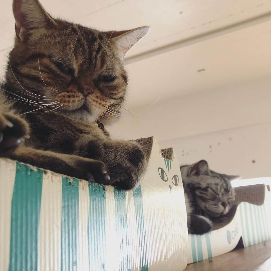 chai0219さんのインスタグラム写真 - (chai0219Instagram)「今日は一猫一台をご使用です🤣  #americanshorthair #kitty #kitten #cat #cats #catstagram #neco #アメショ #アメショー #アメリカンショートヘア #ねこ #猫 #ネコ #にゃんこ #ニャンコ #ねこ部 #猫もふ #ねこのきもち #ねこのいる生活 #ねこのいる暮らし #慢性腎不全猫 #慢性腎不全闘病中  #おうち時間」5月20日 16時18分 - chai0219