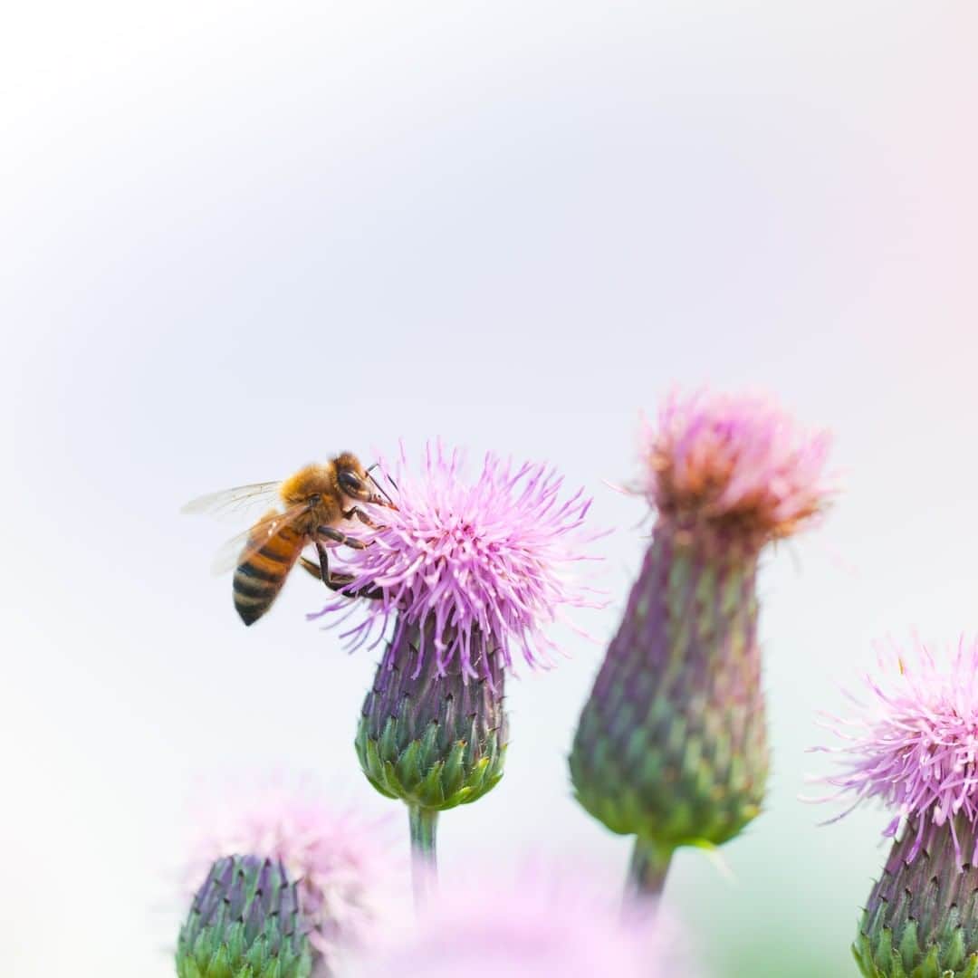 Melvita Officialのインスタグラム：「Bee kind with the bee’s 🐝  Aujourd’hui c’est la journée mondiale des abeilles !  Reconnue depuis de nombreuses années comme un être hors du commun et un acteur clé de la biodiversité, elles sont malheureusement souvent négligées 🌸. Alors en cette journée, ne les oublions pas et préservons-les !  #melvita #abeille #beesday #worldbeeday #nature」