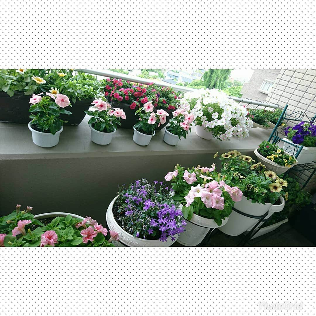 丹野みどりさんのインスタグラム写真 - (丹野みどりInstagram)「ふーっ😵💨 在宅仕事、終わりました。  めっちゃ働いたー(笑)  そんな疲れたワタクシを癒してくれる  リビングから見えるベランダの花たち❤  たくさん咲いてきました😂  #ベランダガーデニング#gardening#flower#お花#花のある暮らし#植物#グリーン#flowerstagram#stayhome」5月20日 16時31分 - midorimarron