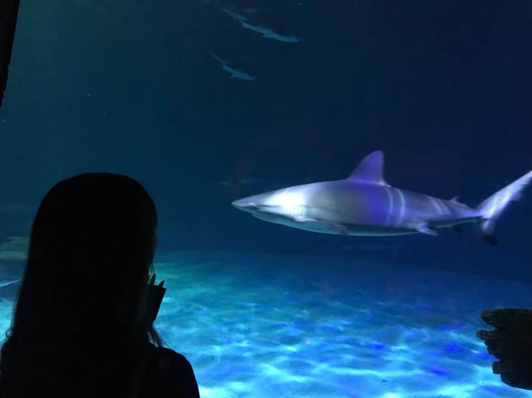 まぁむさんのインスタグラム写真 - (まぁむInstagram)「♡ . . 早く水族館いきたいねー🐟🦈 . . . #水族館#サメ#aquarium #sharkreefaquarium#🦈#shark#lasvegas#vegas#nevada#trip#ラスベガス」5月20日 16時55分 - maamland