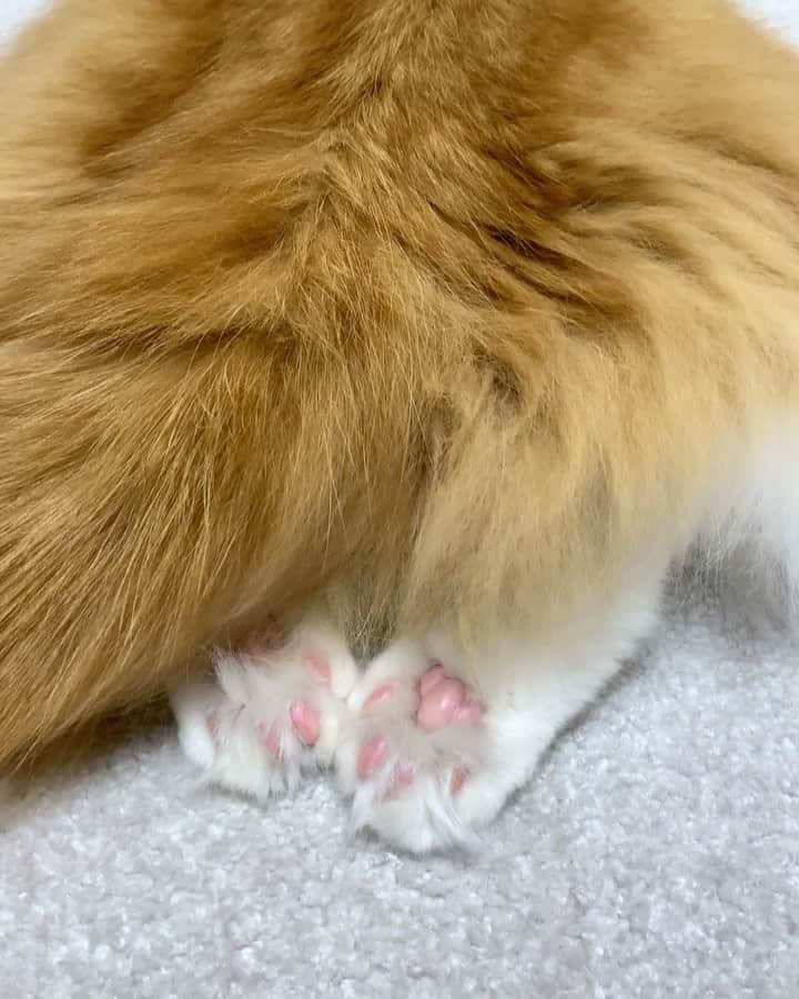 のインスタグラム：「Pink paws 🐾 💖 . タラちゃんのこのポーズ🦁 うずらちゃんもイクラちゃんもしないんですよねー。 見掛ける度にシッポめくって見ちゃう🙈🐾 はみ毛、汚れてるからカットしないとなぁ〜✂️ . #paw #paws #catsofinstagram #adorable #scottishfold #love #meowed #mmgtw #9gag #cat #weeklyfluff #catlover #pleasantcats #cats_of_world」