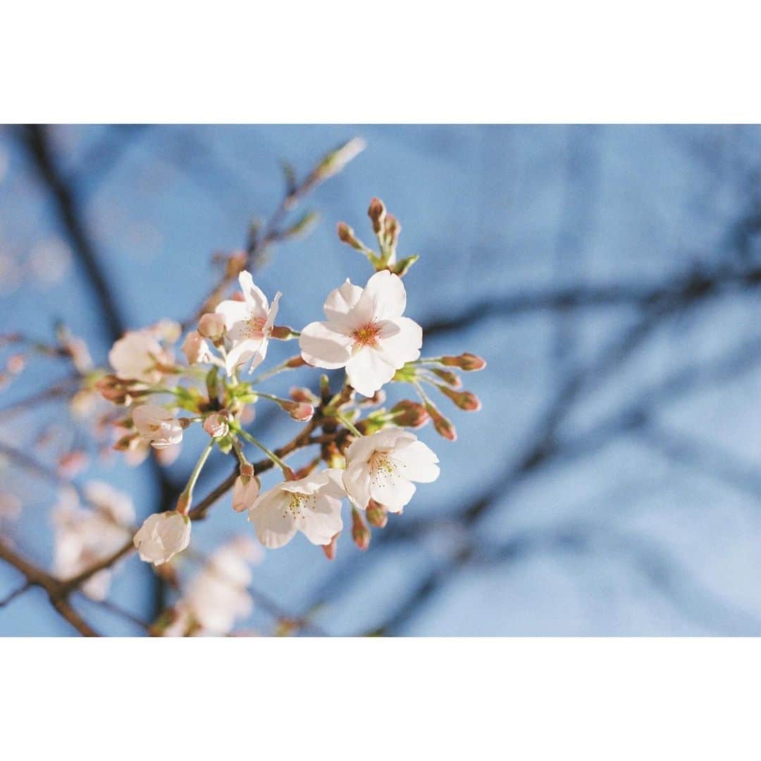 羽賀朱音さんのインスタグラム写真 - (羽賀朱音Instagram)「. 弟が撮ってくれた、桜と私！🌸 2枚目からは、私が撮ったお花たちです🌼 . 今日は、ノーメイクDayでしたので、 ストーリー撮れませんでした、すみません🙇🏻‍♀️ 次は、あの名前を一息で言おうかな…… #morningmusume20  #モーニング娘20 #羽賀朱音 #あかねちん #ねちんふぃるむ」5月20日 17時07分 - akane__haga.official