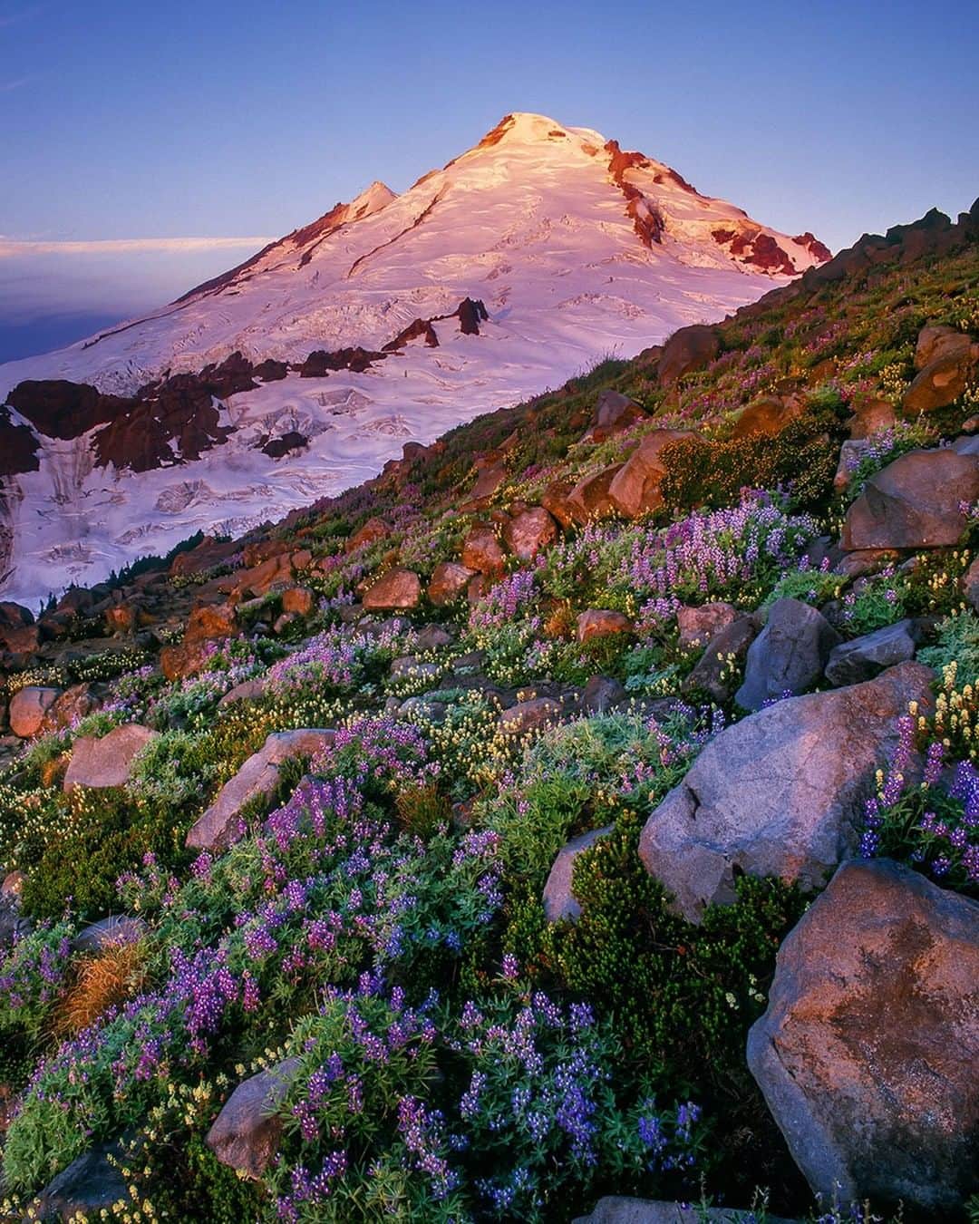 National Geographic Travelさんのインスタグラム写真 - (National Geographic TravelInstagram)「Photo by @stephen_matera | The sun rises over Mount Baker, a heavily glaciated stratovolcano in the North Cascades of Washington State. Washington has five prominent volcanoes that are heavily glaciated and significantly higher than their nearby peaks: Mount Rainier, Mount Adams, Mount St. Helens, Glacier Peak, and Mount Baker. At 10,781 feet (3,286 meters), Mount Baker is the third highest volcano in the state.  Follow me @stephen_matera for more images like this from Washington and around the world. #mtbaker #stratovolcano #glacier #wildflowers」5月20日 17時08分 - natgeotravel
