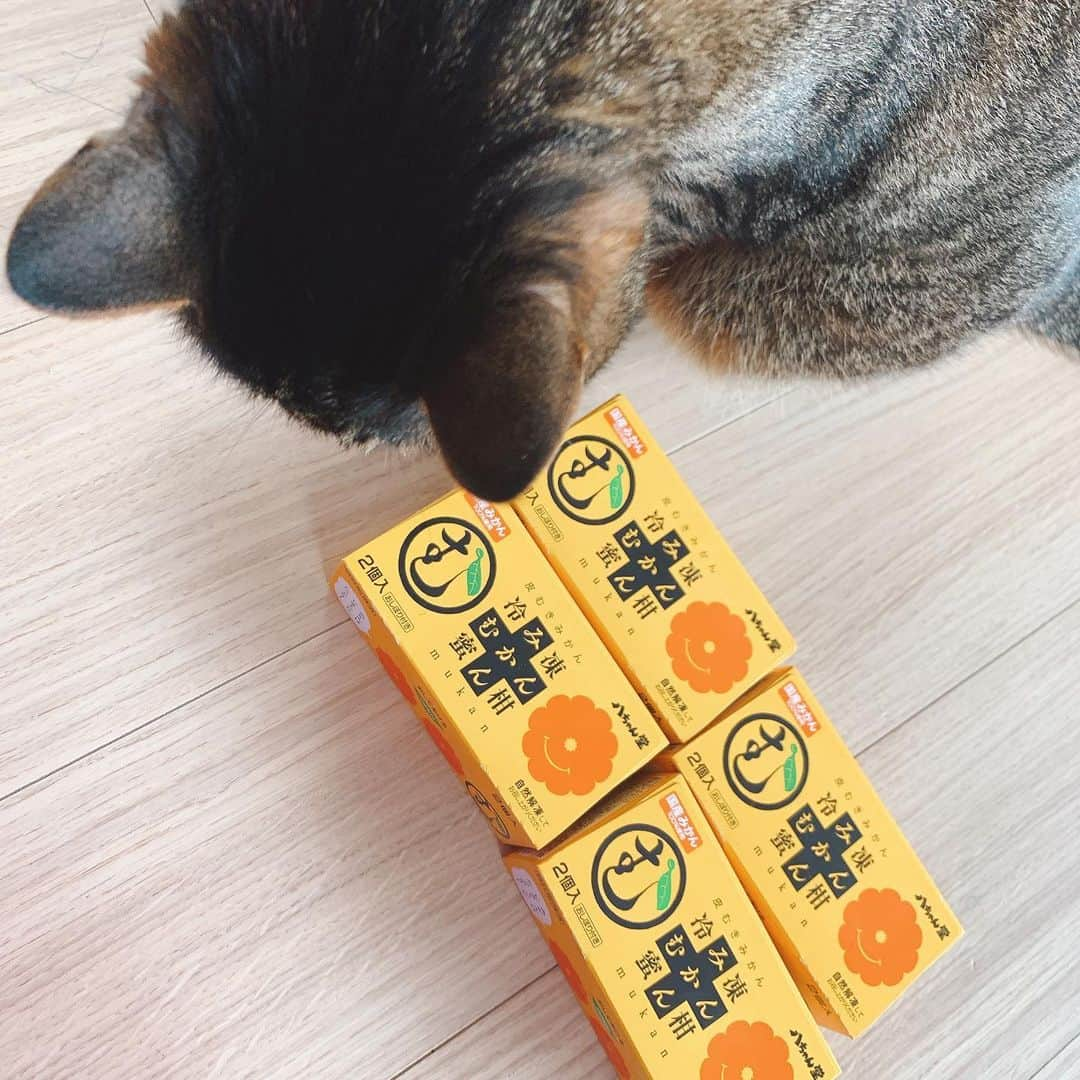 安枝瞳さんのインスタグラム写真 - (安枝瞳Instagram)「. ずっと冷凍みかん食べてる🍊 夫ちゃんがちょっと呆れ始めてる。笑 #むかん」5月20日 17時20分 - hitomiyasueda