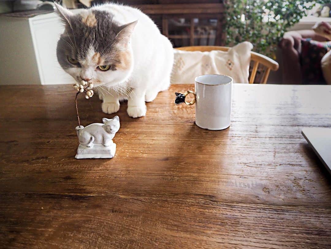 アスティエ　ド　ヴィラット　猫　ねこ　インセンスホルダー Amazon｜アスティエ ド ヴィラット 猫 ねこ インセンスホルダー