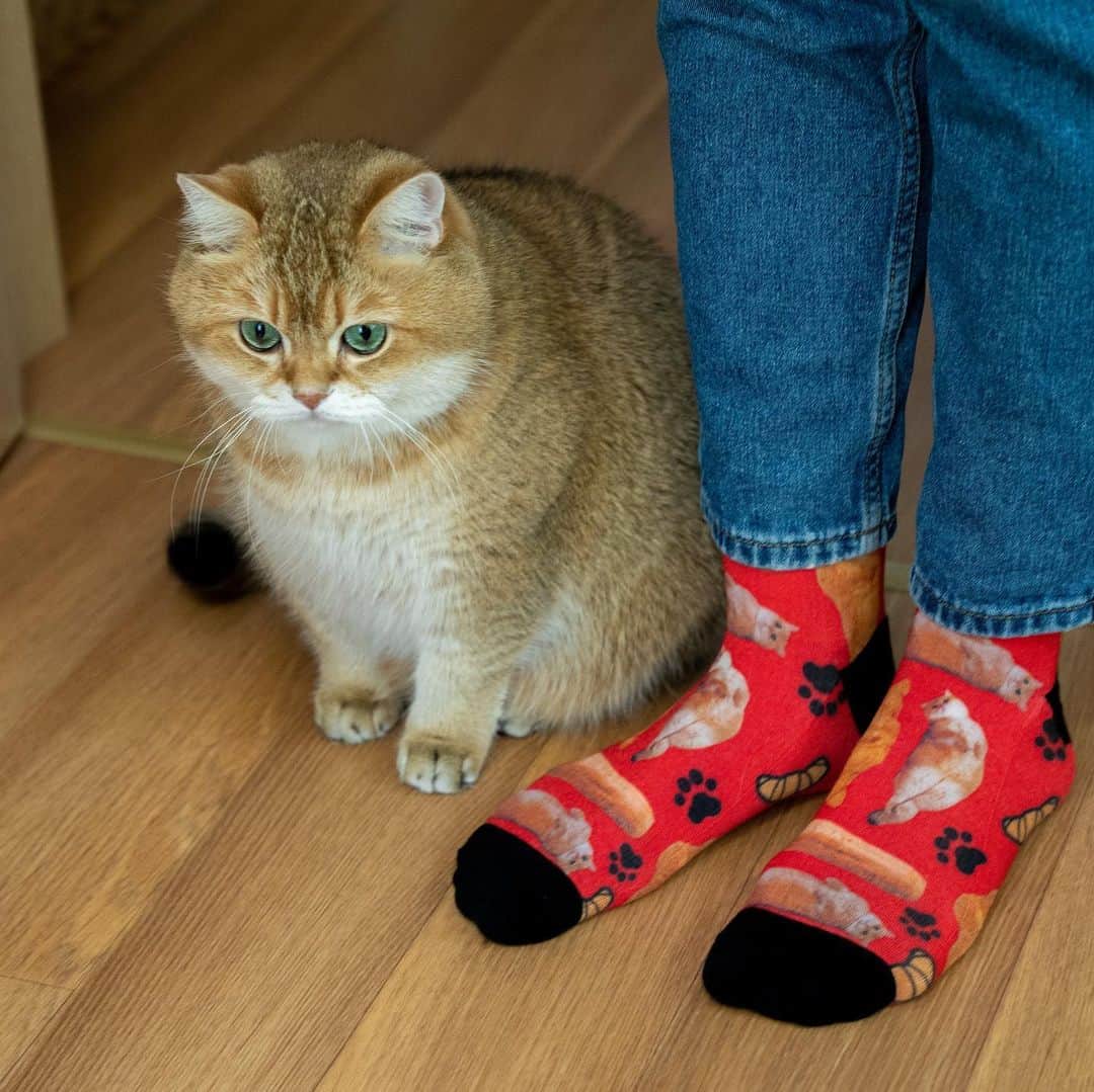 Hosicoさんのインスタグラム写真 - (HosicoInstagram)「These adorable Hosico crew socks, available in red and green, are only available for a limited time until June 4, 2020. Be sure to get a pair (or two) while you can! 🧦 Link in bio @hosico_cat 💚🥐」5月20日 17時38分 - hosico_cat