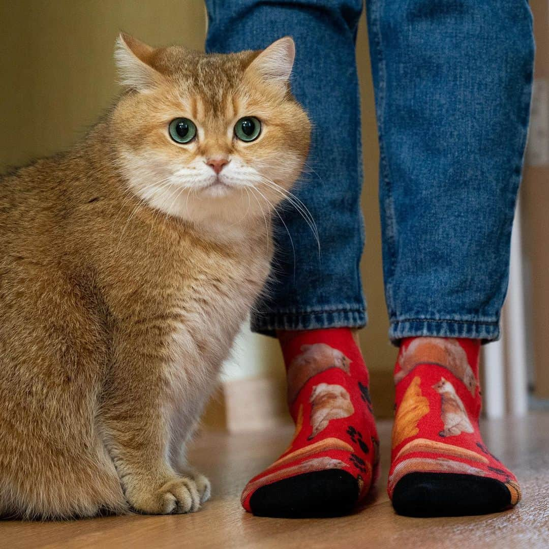 Hosicoさんのインスタグラム写真 - (HosicoInstagram)「These adorable Hosico crew socks, available in red and green, are only available for a limited time until June 4, 2020. Be sure to get a pair (or two) while you can! 🧦 Link in bio @hosico_cat 💚🥐」5月20日 17時38分 - hosico_cat