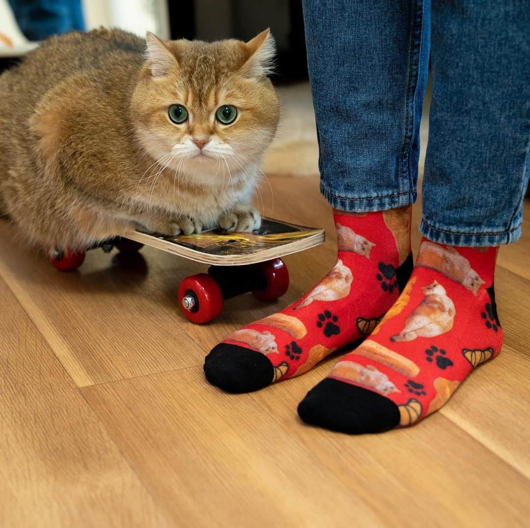 Hosicoさんのインスタグラム写真 - (HosicoInstagram)「These adorable Hosico crew socks, available in red and green, are only available for a limited time until June 4, 2020. Be sure to get a pair (or two) while you can! 🧦 Link in bio @hosico_cat 💚🥐」5月20日 17時38分 - hosico_cat