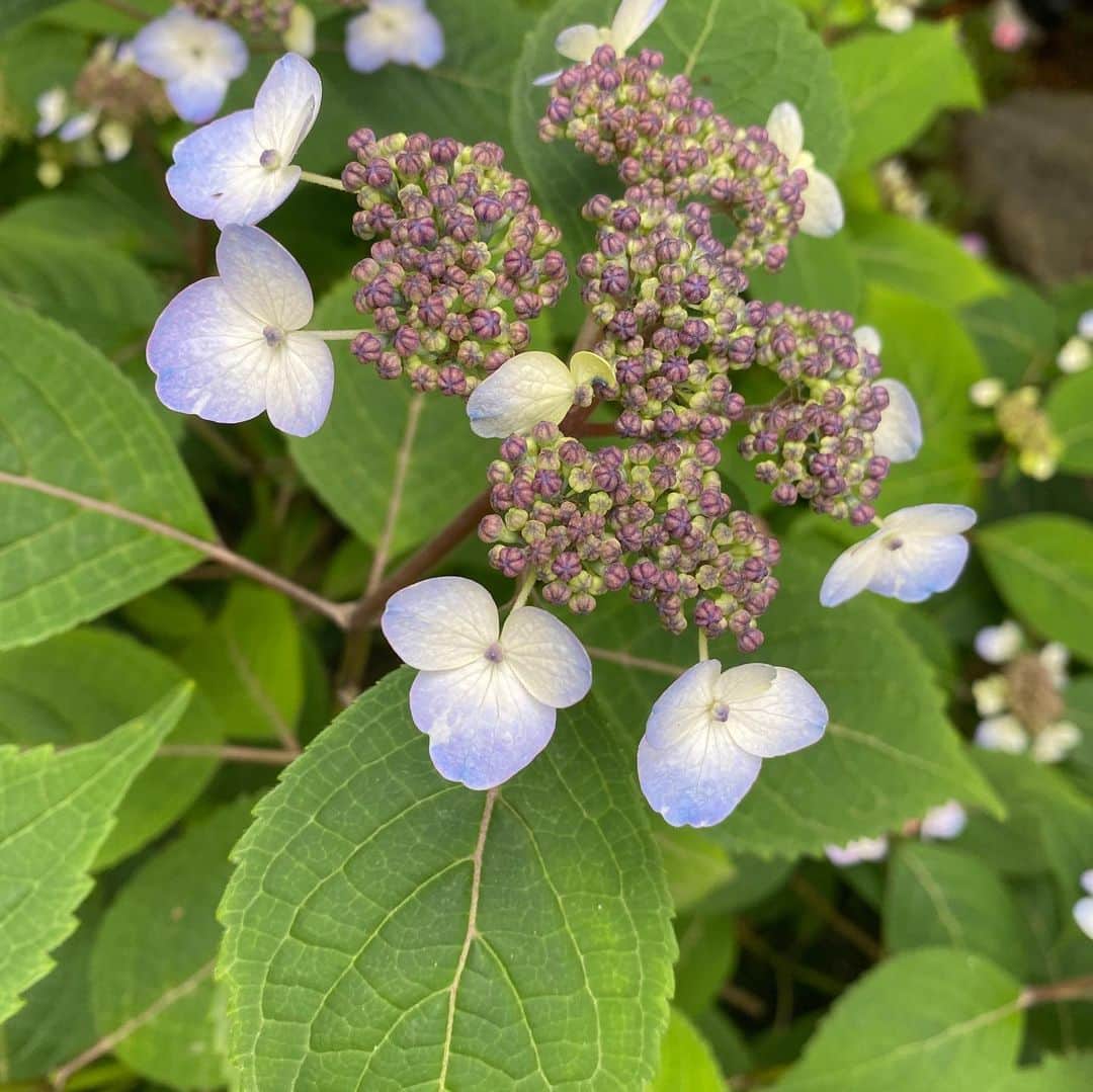 キム・ジョンウンさんのインスタグラム写真 - (キム・ジョンウンInstagram)「야생수국 벌써...!!!🌸 저...공사 언제 끝나나용?옆집여러분🥴」6月4日 11時55分 - chocolatecat9
