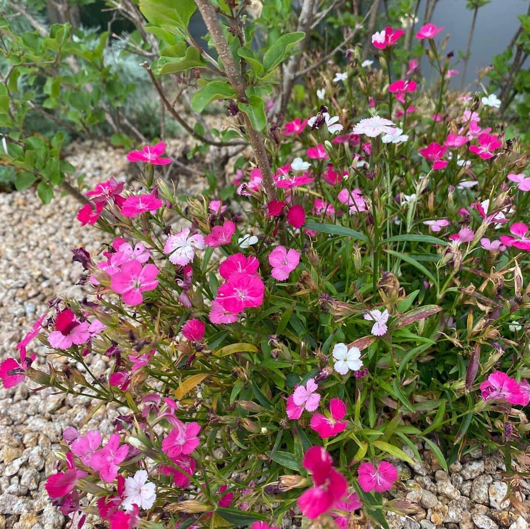 キム・ジョンウンさんのインスタグラム写真 - (キム・ジョンウンInstagram)「야생수국 벌써...!!!🌸 저...공사 언제 끝나나용?옆집여러분🥴」6月4日 11時55分 - chocolatecat9