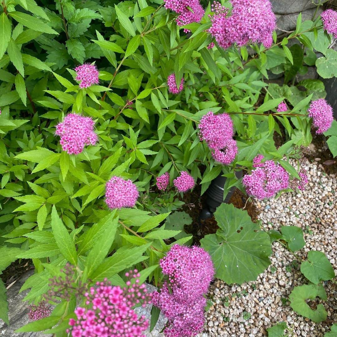 キム・ジョンウンさんのインスタグラム写真 - (キム・ジョンウンInstagram)「야생수국 벌써...!!!🌸 저...공사 언제 끝나나용?옆집여러분🥴」6月4日 11時55分 - chocolatecat9