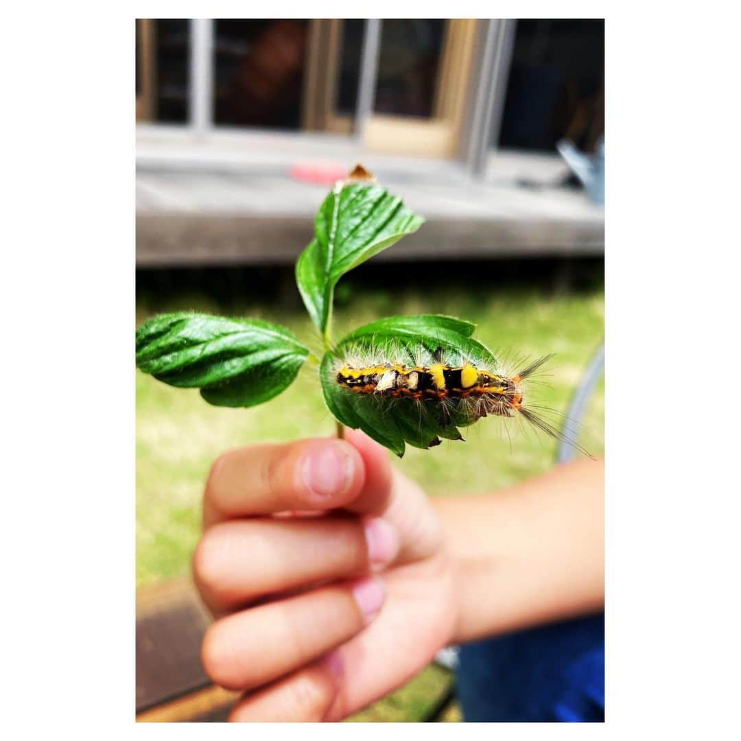 Caravanのインスタグラム：「2020.06.04  庭にすげーかっこいいのがいた。  誰かに似てると思ったら。  #虫嫌いな方すみません #ひめしろもんどくが #虫の日」