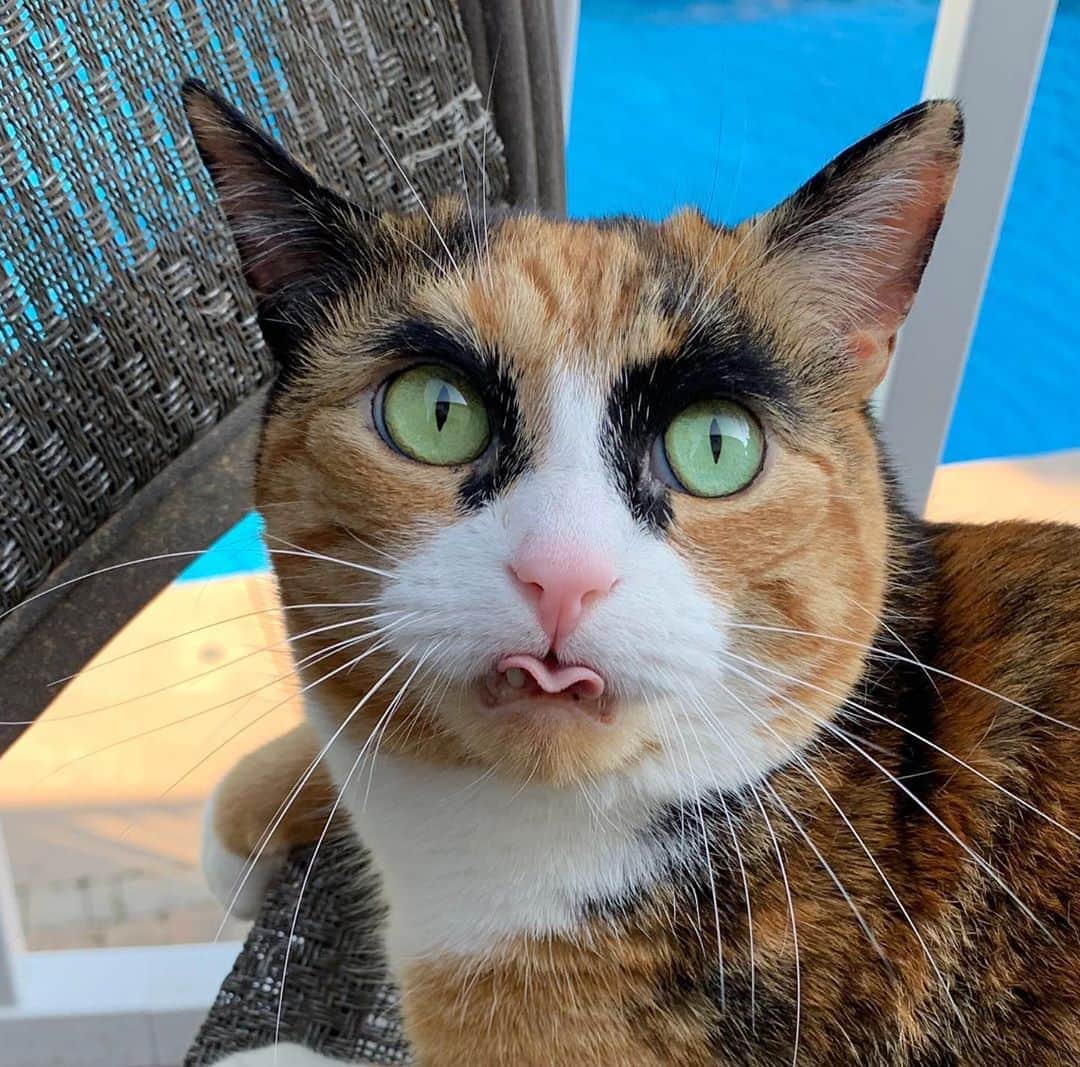 リリーのインスタグラム：「Happy whisker Wednesday 😸 . . . . #lillycrazyeyes #quarantine #stayhome #catsofinstagram #9gag #calico #instacat #meowstagram #meow #meowdel #instacalico #calico  #cute #tongue #whiskerwednesday #wednesday」