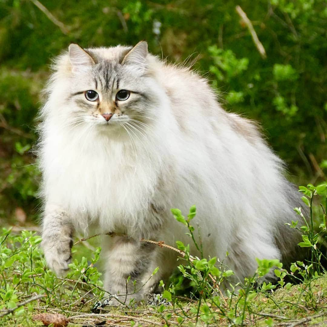 Floraのインスタグラム：「Full concentration for the tripple paw meowoga position 😹#cat#igcutest_animals #cat_features #cutepetclub #fluffypack #katt #bestmeow  #weeklyfluff #meow #AnimalAddicts #kittycat #cat #cats #kitten #kittens #kawaii #instacat #calico #neko #summer #june #2020 #sibiriskkatt #siberiancat」