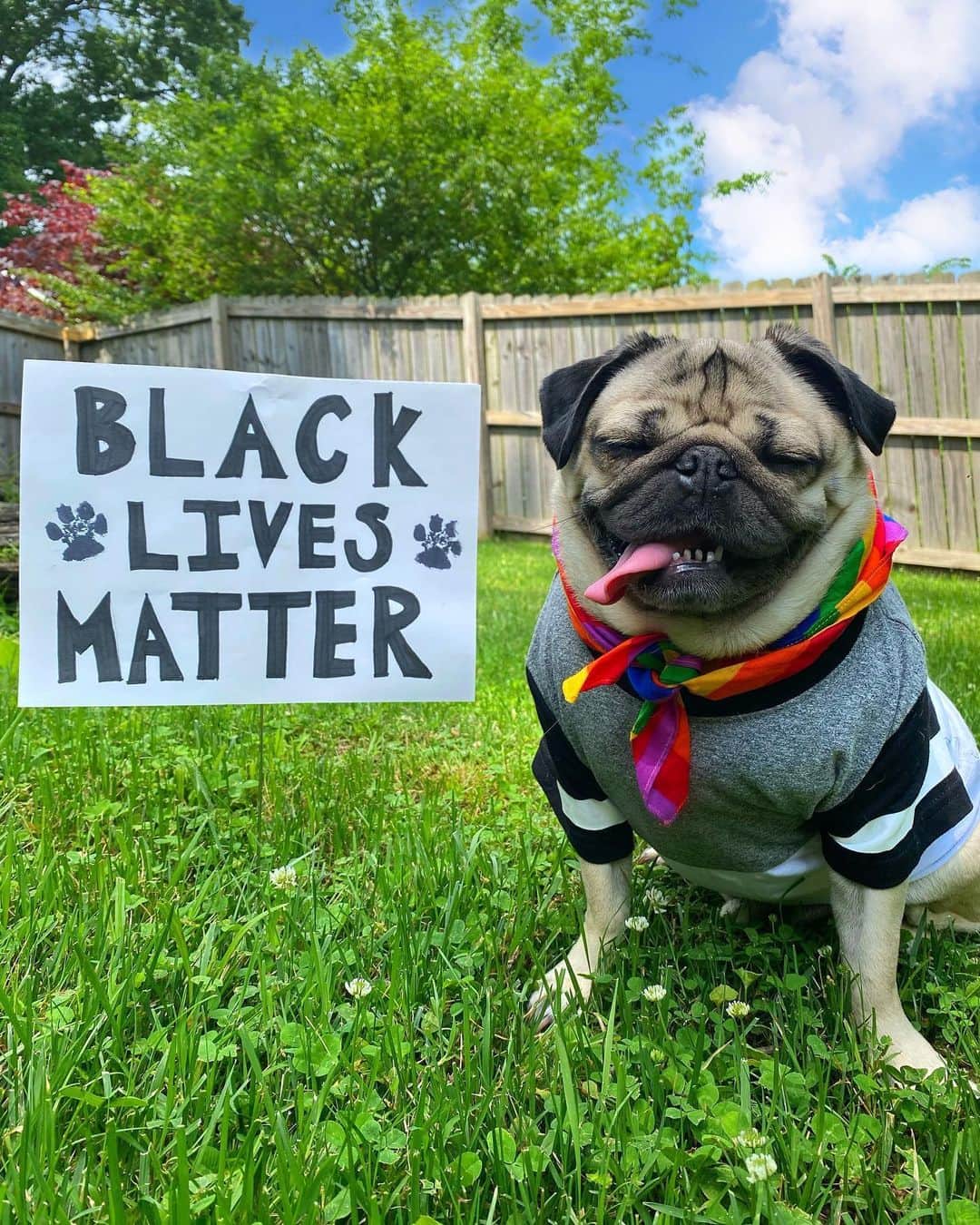 itsdougthepugさんのインスタグラム写真 - (itsdougthepugInstagram)「Doug The Pug’s mission is to spread love, happiness, and togetherness. He stands proudly with the #BlackLivesMatter movement and we are actively listening, learning, donating, and amplifying the voices and resources of the Black community.  At the core of Doug’s heart is to make people smile and inspire inclusivity, so we are dedicated to using this platform to speak up against racism and promote equality.  We have been receiving many comments telling us to “stay out of politics” and want to be clear that this is a human rights issue. To the “all lives matter” comments - all lives do matter, which is why the Black community needs us to listen and put all of our resources into creating systemic change that is long overdue.  Dogs can teach us a beautiful example of how to love one another, protect one another, and help those in need. I know that if Doug had thumbs, he would be proudly typing this all out himself.」6月4日 4時41分 - itsdougthepug