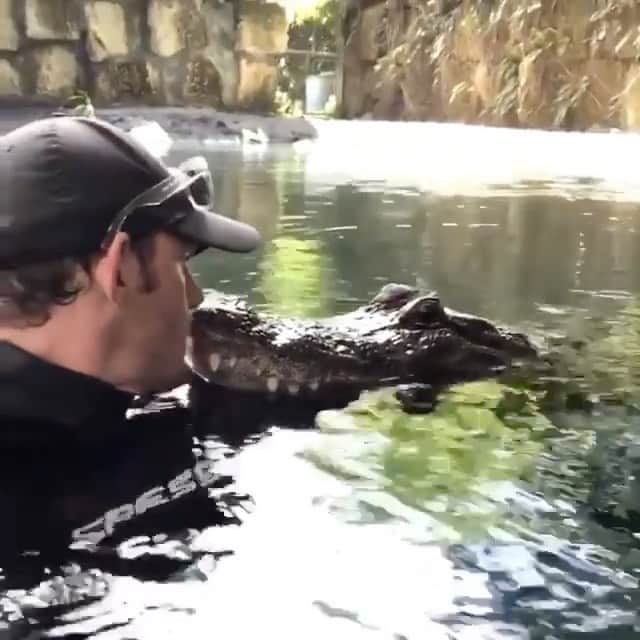 WildLifeのインスタグラム：「@discovercrocodiles 🔥 by @gatorboys_chris Casper swimming up on my shoulder to say hi 🐊😍 would you be so calm? 😂」