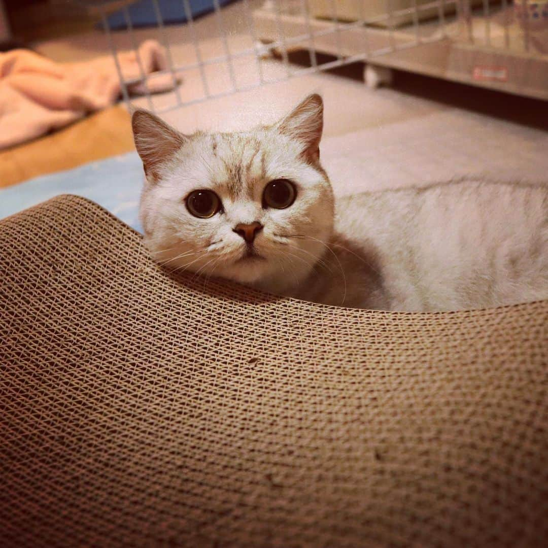 あやみ旬果さんのインスタグラム写真 - (あやみ旬果Instagram)「ラテ様🐈  #ミヌエット #おやすみなさい」6月4日 5時56分 - ayami_syunnka0815