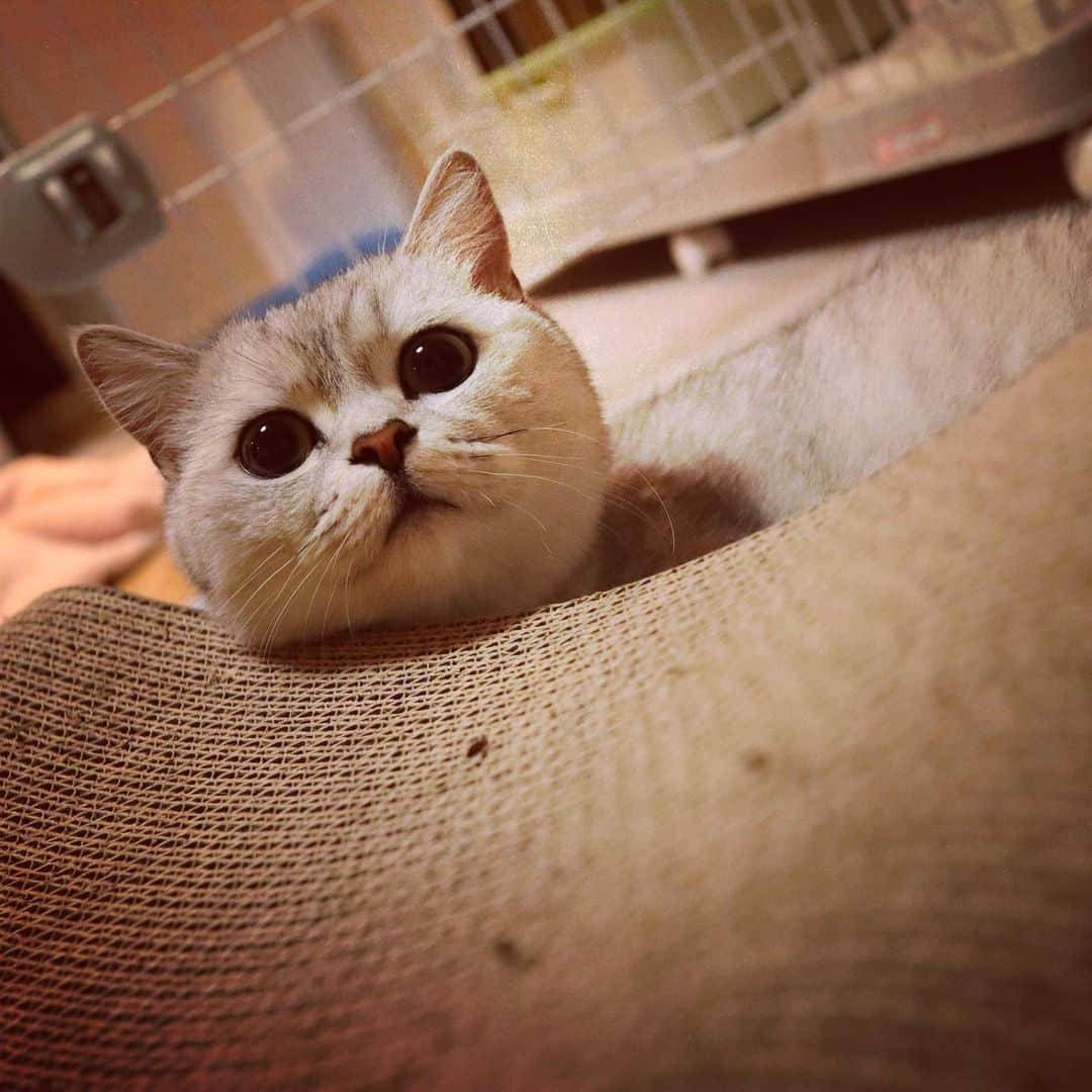 あやみ旬果さんのインスタグラム写真 - (あやみ旬果Instagram)「ラテ様🐈  #ミヌエット #おやすみなさい」6月4日 5時56分 - ayami_syunnka0815