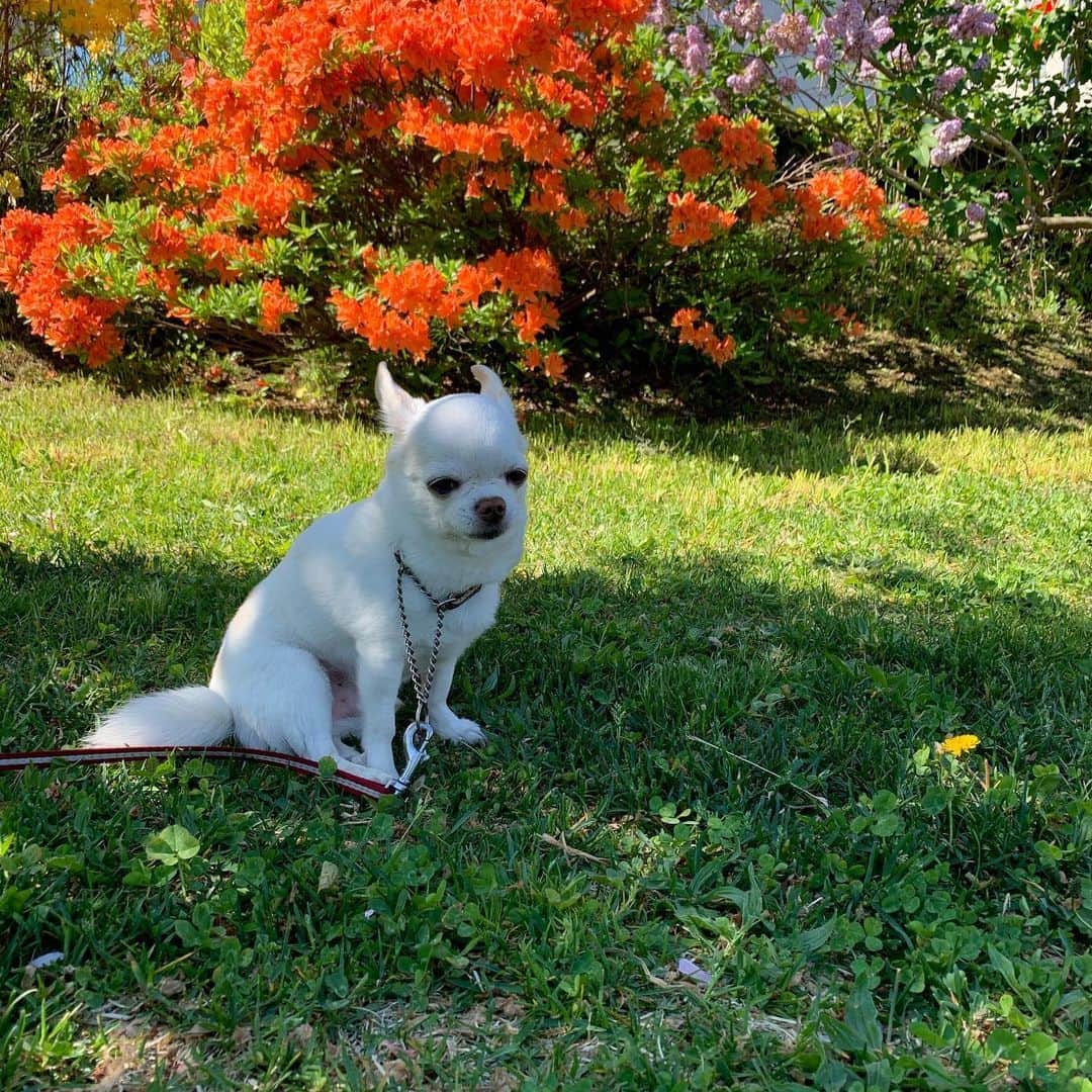 KORIKIのインスタグラム：「おはようございます♪ * #dogofsapporo #dog, #dogs, #dogstagram,#chihuahua,#犬バカ部,#チワワ,#koriki, #hanadog #白スムチ連合会, #スムチー,  #dogofthedayjp, #dogoftheday  #ilovemydog #instadog #instapet #WhiteChihuahua  #吉娃娃 #치와와  #dogsofinstagram #Chihuahualover  #ชิวาวา #チワワの輪 #barkbox #WhiteChihuahuaParty #もふもふモフモフ」