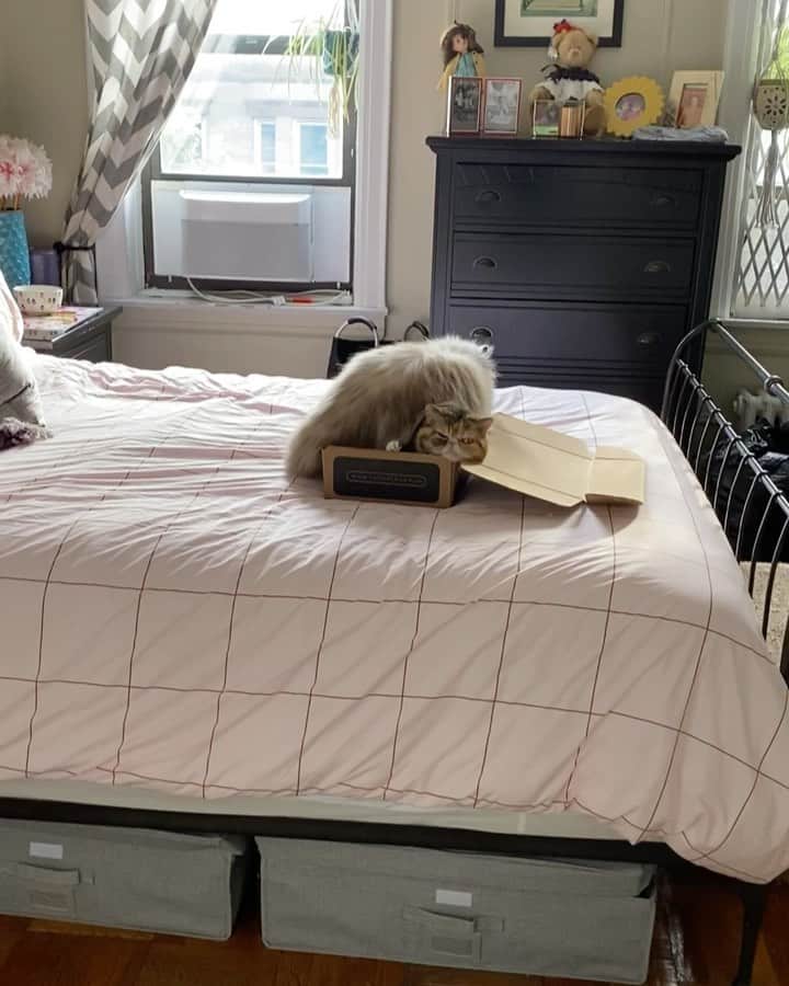 Tinaのインスタグラム：「If it fits it sits 🥴😂」