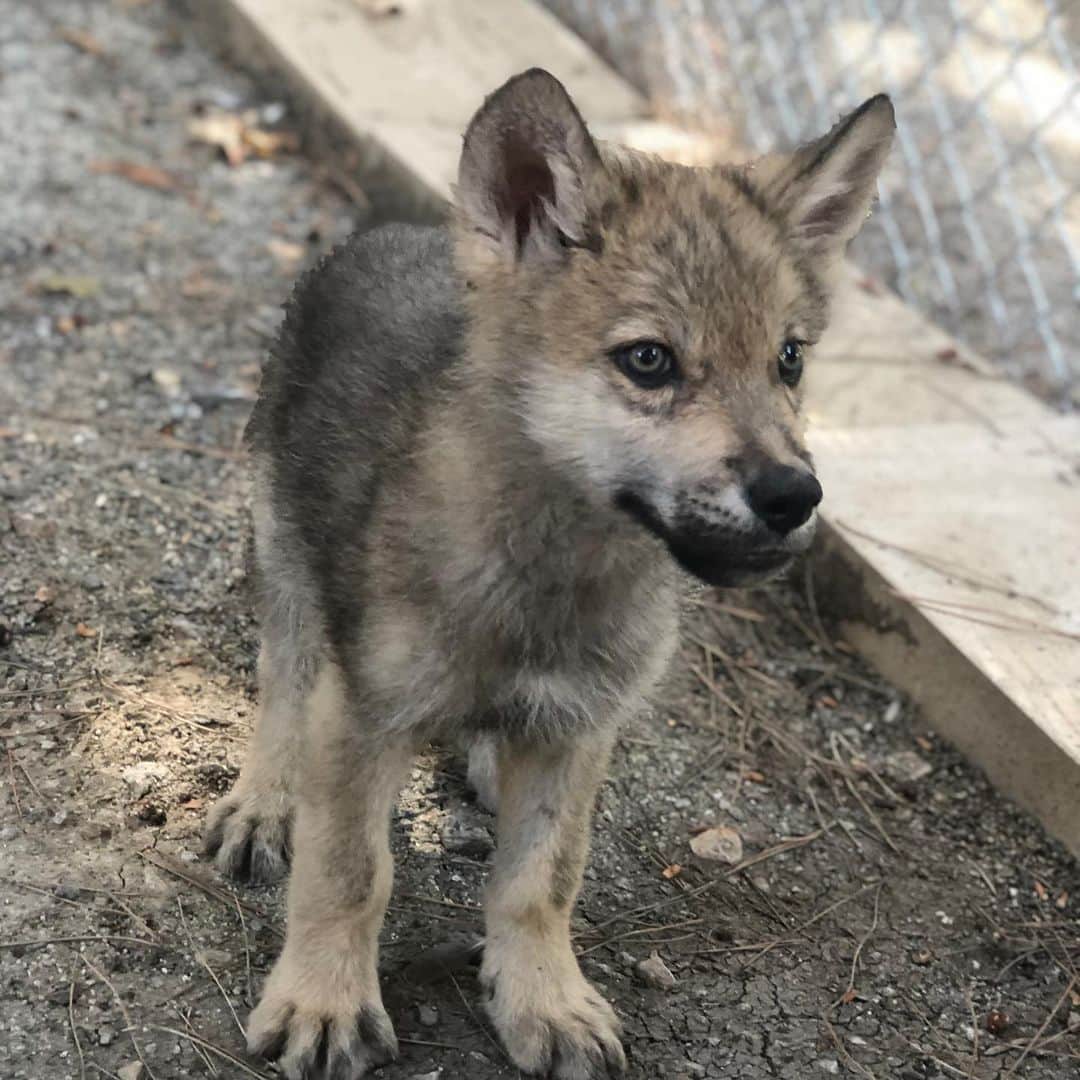 Rylaiさんのインスタグラム写真 - (RylaiInstagram)「The JABCECC is happy to officially introduce you to Lucan, our new Wolf Ambassador.  Lucan is not an actual wolf, he is a wolf-dog, which means he has part domesticated dog DNA and part wolf DNA. Like the Russian domesticated foxes, Lucan will be able to educate people about the conservation needs of wolves thru interactive educational programs. . We just brought this boy into our pack today and he will be adjusting to his new pack as we begin his socialization.  First stop is to the vet to make sure he is healthy and has all his shots!! But he is a very sweet boy and we hope he makes an amazing Ambassador and brings love and joy to so many!! . I want to personally and formally thank one of our Board members, a Roxanne for helping us in the emergency we were faced with today in bringing this boy to the center!! I truly believe when you put the right energy in the world and you are true in heart and soul with helping, the right people enter your life to help carry that torch.... 🙏 . Trainer Melissa will be meeting him tomorrow.... and we will slowly be introducing him to our volunteers..... . I hope his beautiful innocence brings peace to your heart during these troubled times!!! . #lucan #wolfdog #wolfambassador #love #peace #gratitude #puppybelly #ambassador #drama #noexcuse #wolfie #lo-can #wolfdogsofinstagram #wolfdogcommunity #wolfdogs #wolf #makingfriends #puppies #puppyofig #puppyofinstagram #socal #sandiego #southernutah」6月4日 8時17分 - jabcecc