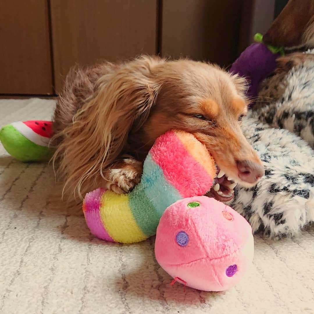 くるみんのインスタグラム：「* あずきちゃんの誕生日プレゼントに買ったおもちゃセットの中の1つ  すんごい顔してカミカミ  #カニンヘンダックスフント #カニンヘン #カニンヘンダックス #カニンヘンの会 #カニンヘンダックスフンド #チョコタンダックスフント #チョコタンダックスフンド #チョコタンダックス #チョコタン #ダックス多頭飼い #ダックスフント #ダックスフント #ダックスフンドカニンヘン #ダックス部 #ダックス大好き #ダックスフンド #ダックス #いぬばか部 #いぬすたぐらむ #短足部 #プレゼント #all_dog_japan #east_dog_japan #dachshundgram #dachshund #dogstagram #instagramdog #instadachs #inustagram #7pets_1day」