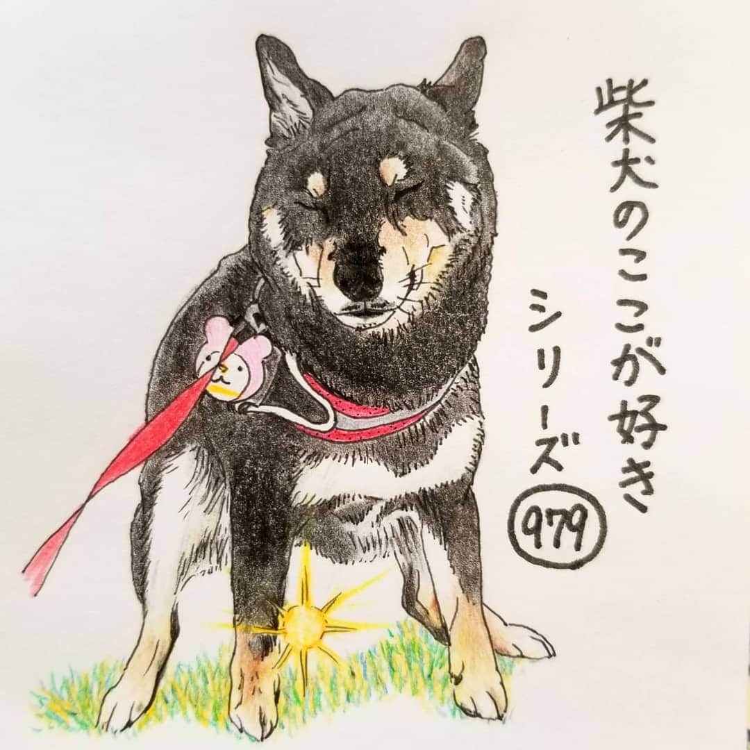 ハナとソラさんのインスタグラム写真 - (ハナとソラInstagram)「* #ここ柴部 『柴犬のここが好きシリーズ979』 大きい方のお仕事してるとき どすこいスタイルを撮影されがちなとこ。  そして、 加工されがち。 光ってるねぇ～🤣🤣 * モデルは @dankichi0806 さんとこのだん吉くんです💕 * #柴犬のここが好き #favoritepartsofshibainu #illustration #dogart #drawing #shibastagram #shibainu #kuroshiba #kuroshibastagram #colorpencil #柴犬 #イラスト #黒柴 #くろしば #しばすたぐらむ #いらすとぐらむ #柴公園イラスト #色鉛筆」6月4日 9時11分 - nsdikm_hanasora