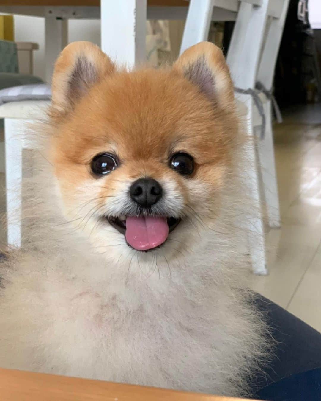 RIO POMEさんのインスタグラム写真 - (RIO POMEInstagram)「笑顔いっぱいシリーズ🐶  #ポメラニアン #pomeranian  #犬 #dog #dogstagram#doglover #愛犬 #わんこ #ポメラニアン大好き #ポメラニアンが世界一可愛い #pom #ぽめらにあん #ポメ#pomeraniansofinstagram  #pomeranianlove #ふわもこ部 #いぬバカ部 #癒しわんこ#instapic#pomstagram #puppy #dogsofinstagram #cute#cutedog」6月4日 9時39分 - rioriopom