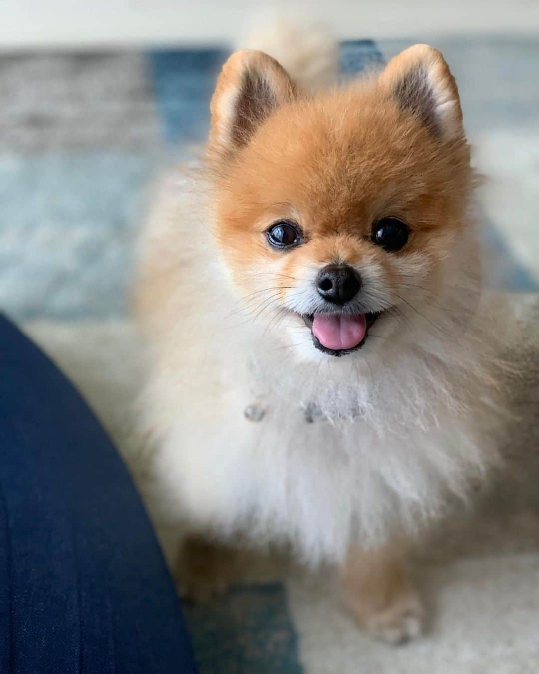 RIO POMEさんのインスタグラム写真 - (RIO POMEInstagram)「笑顔いっぱいシリーズ🐶  #ポメラニアン #pomeranian  #犬 #dog #dogstagram#doglover #愛犬 #わんこ #ポメラニアン大好き #ポメラニアンが世界一可愛い #pom #ぽめらにあん #ポメ#pomeraniansofinstagram  #pomeranianlove #ふわもこ部 #いぬバカ部 #癒しわんこ#instapic#pomstagram #puppy #dogsofinstagram #cute#cutedog」6月4日 9時39分 - rioriopom