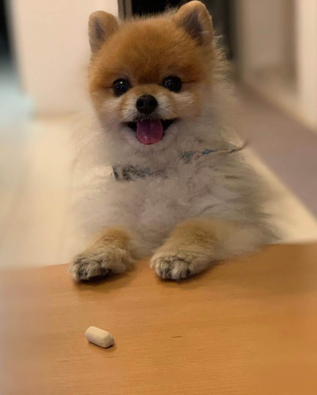 RIO POMEさんのインスタグラム写真 - (RIO POMEInstagram)「笑顔いっぱいシリーズ🐶  #ポメラニアン #pomeranian  #犬 #dog #dogstagram#doglover #愛犬 #わんこ #ポメラニアン大好き #ポメラニアンが世界一可愛い #pom #ぽめらにあん #ポメ#pomeraniansofinstagram  #pomeranianlove #ふわもこ部 #いぬバカ部 #癒しわんこ#instapic#pomstagram #puppy #dogsofinstagram #cute#cutedog」6月4日 9時39分 - rioriopom