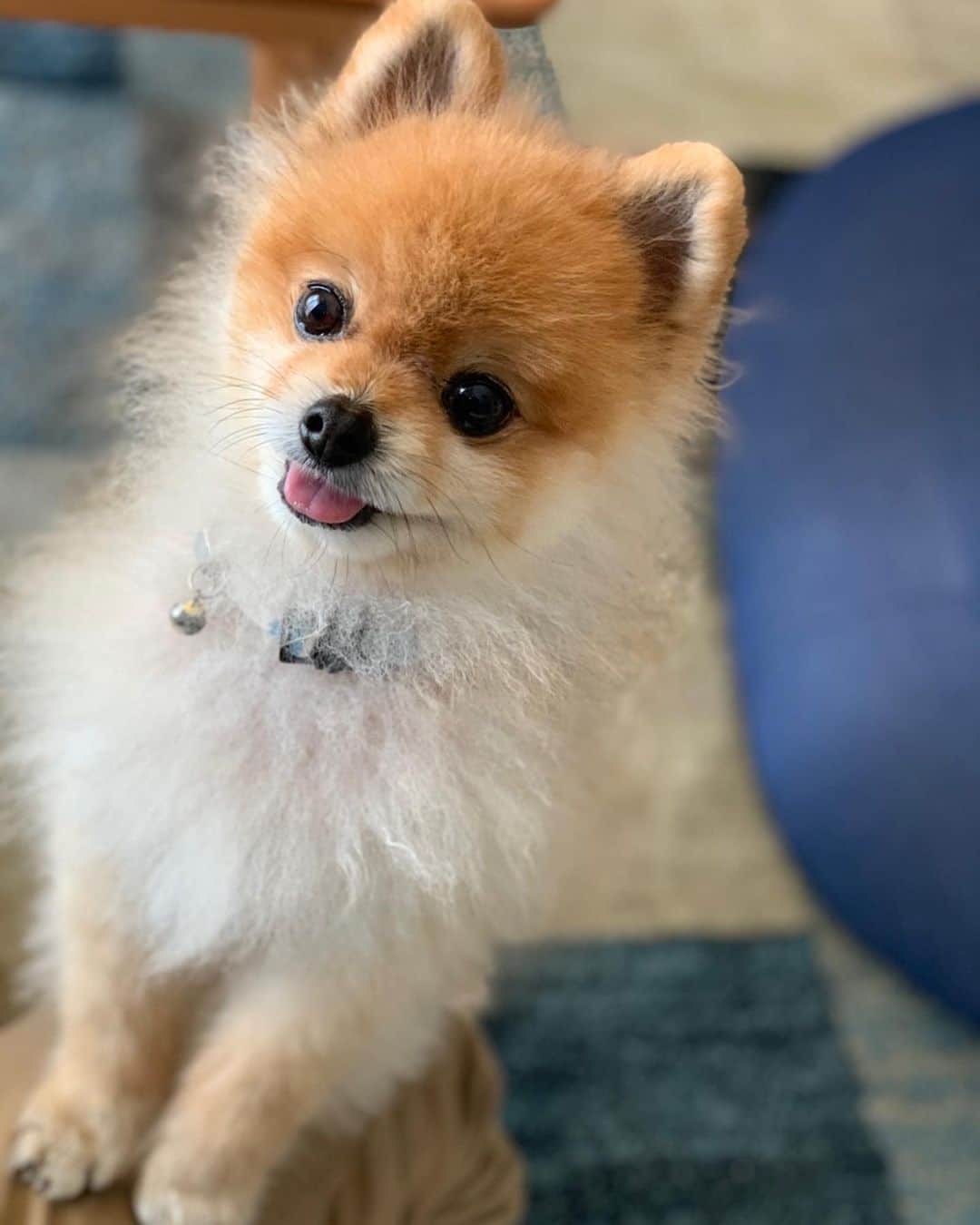 RIO POMEのインスタグラム：「笑顔いっぱいシリーズ🐶  #ポメラニアン #pomeranian  #犬 #dog #dogstagram#doglover #愛犬 #わんこ #ポメラニアン大好き #ポメラニアンが世界一可愛い #pom #ぽめらにあん #ポメ#pomeraniansofinstagram  #pomeranianlove #ふわもこ部 #いぬバカ部 #癒しわんこ#instapic#pomstagram #puppy #dogsofinstagram #cute#cutedog」