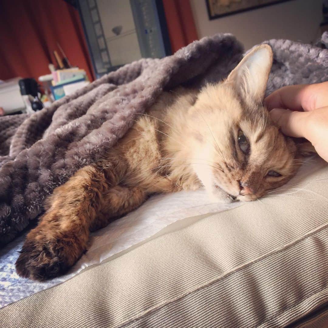岡田屋鉄蔵のインスタグラム：「ミルバさん、旅立つ準備を始めました。リアルタイムのミルバ画像はこれを最後にします。旅立ったらまた改めて報告致します。」