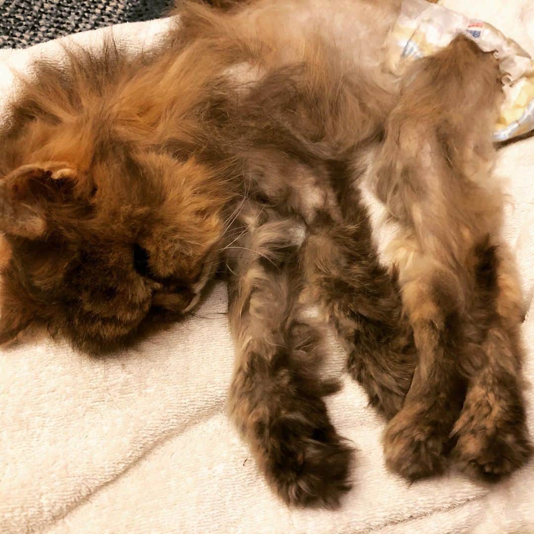加山徹さんのインスタグラム写真 - (加山徹Instagram)「昨日の夜21時37分、 愛猫アブーが天国へ旅立ちました。 最期は俺の腕の中でした。 23年と約1ヶ月、こんなに長い時間を一緒に生きてくれて本当にありがとう。 生前可愛がってくださったみなさんにもこの場を借りて心から感謝申し上げます。 最後1ヶ月つらかったかだろうけど、本当によく頑張ってくれました！その姿にどれだけ心を打たれたか…。 いつか俺もそっちに行くからね！また会おうな！アブー！  #愛猫 #アブー #ありがとう #大好きだよ #天国でも元気でね #また会おう #ねこすたぐらむ #にゃんすたぐらむ #だめだ涙がとまらないよ #加山徹」6月4日 11時09分 - kayamatetsu_official