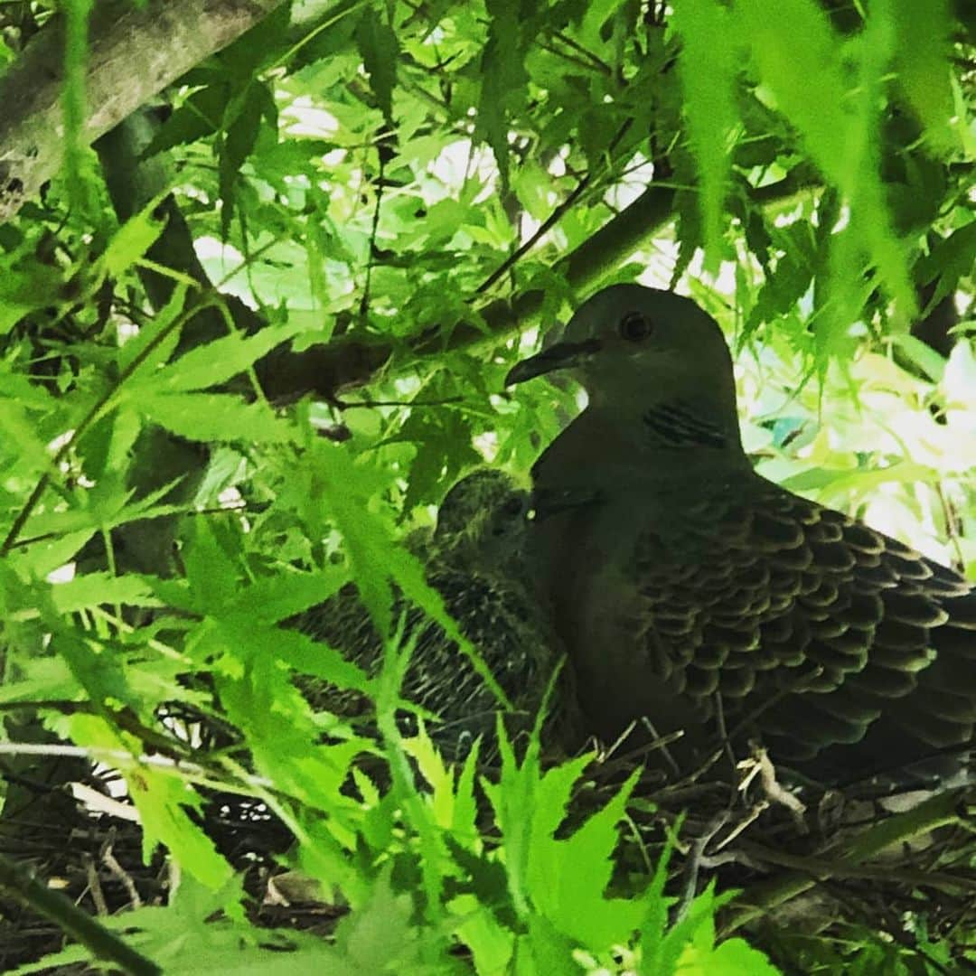 飯田嘉太さんのインスタグラム写真 - (飯田嘉太Instagram)「取材先でお世話になった方から連絡が📱 (鳥さんの話題なので苦手な方はスワイプ🙅🆖) ･ ･ 自宅の庭木にキジバトが巣を作っています🐦と✉ キジバトは公園にいる鳩とは違います(あれはドバト) ･ ･ ③枚目は②週間ほど前に卵を産んだ写真🥚足元に②つ✨ ④枚目は先月下旬🐣無事誕生🎂 最後が昨日… ･ ･ かなり大きくなってる😲 こんなに早く成長するんですね😂 ･ ･ 生態が気になり専門家の方にお聞きした所 (ニュース取材では無いのにありがとうございました) ⇓ ⇓ ⚫卵は②つしか産まないようです🥚 ⚫昼はオスが夜はメスが卵を暖めるそう☺ ⚫雌雄で一緒にいる事が多く素晴らしい仲の良さ😆 ⚫警戒心が強いが民家の庭木に住みつくことも👏 ･ ･ もうすぐ巣立つのかなぁ〜☺️ 連絡を下さった方は ｢温かく巣立ちを見守りたい｣とのことでした😌 ホッコリさせて頂きました😄  #キジバト #別名 #ヤマバト #仲良し夫婦 #雛鳥 #巣立ち #続報を待ちます」6月4日 11時19分 - kabuto_iida