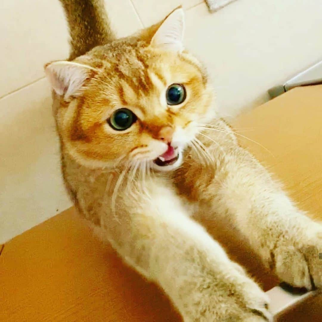 CatStockerさんのインスタグラム写真 - (CatStockerInstagram)「Hello! #catstocker is here!  Follow our FURRriend @theworldofleocat  Scroll right for more pictures 👉 . . . . . . #cat #neko #mačka #chat #kočka #котка #kot #кіт #mače #кошка #кот #katze #gato #gatto #kissa #kattunge #猫 #고양이 #貓 #kedi #köttur  #子猫 #חתול #кішка #gatinho #котенок #子猫 #gatito #kitten」5月21日 3時11分 - catstocker