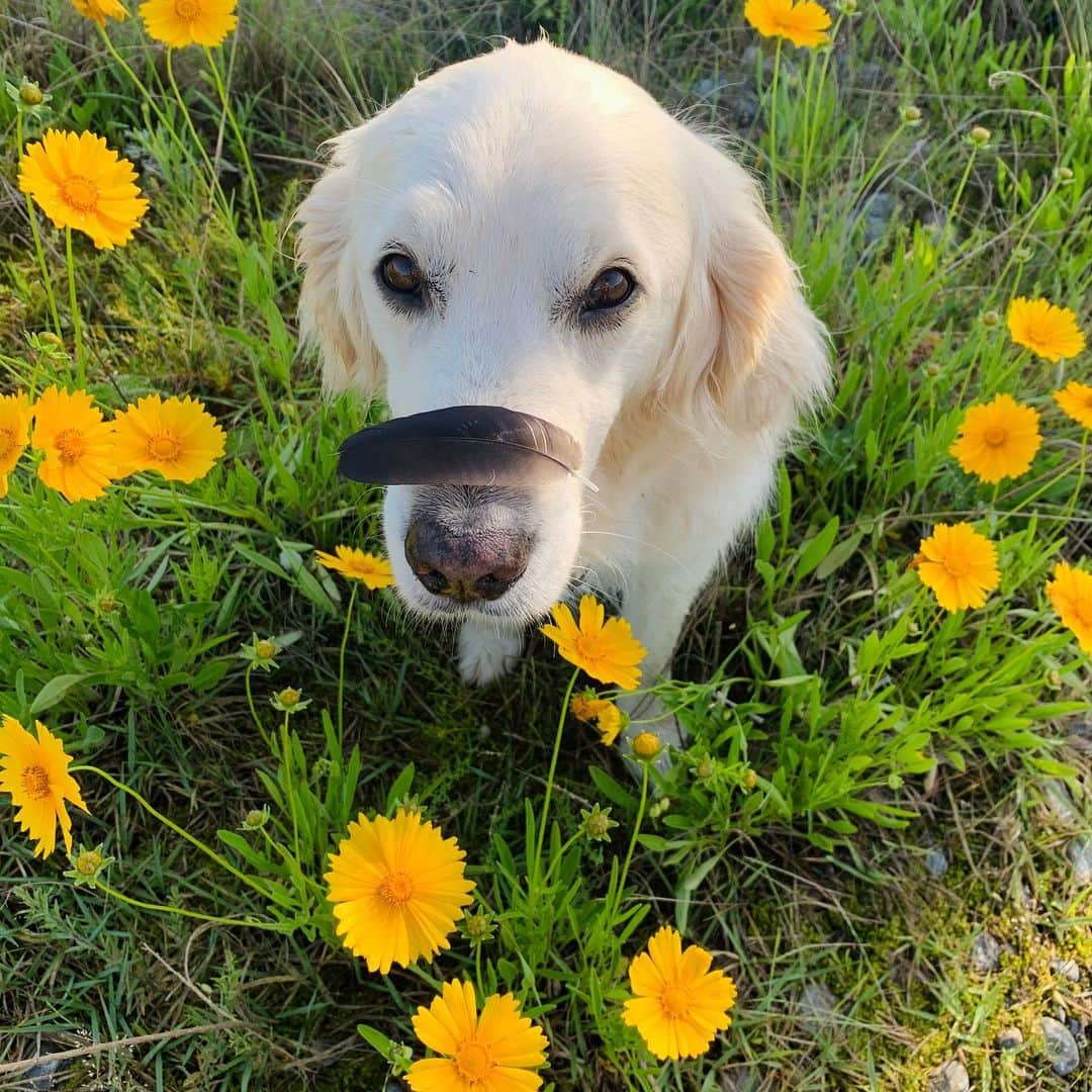 P太郎ママさんのインスタグラム写真 - (P太郎ママInstagram)「#花と犬 野良の花に限れば、 初夏は一番花の多い季節。 #オオキンケイギク #ムラサキツユクサ #アヤメ #カラスの羽 ←花か？ 今年は、 5月は毎日母の日なんだって。 おかーしゃん、感謝の花あげるーー。 ←そんなんゆわれたら泣く！ しかし言わんな。 人語がじゃべれても言わんに違いない… 追記22:15 DMいただいた。 アヤメの茎は有毒らしい。 みなさん、くわえさせたりしちゃあかんよー。 教えてくれてありがとうーー。 今回は無事だったけど、今後気をつける！」5月20日 19時28分 - ptarodada