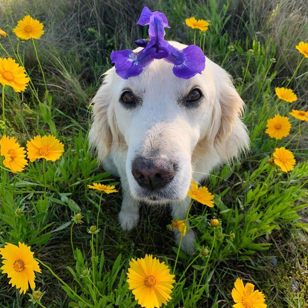 P太郎ママさんのインスタグラム写真 - (P太郎ママInstagram)「#花と犬 野良の花に限れば、 初夏は一番花の多い季節。 #オオキンケイギク #ムラサキツユクサ #アヤメ #カラスの羽 ←花か？ 今年は、 5月は毎日母の日なんだって。 おかーしゃん、感謝の花あげるーー。 ←そんなんゆわれたら泣く！ しかし言わんな。 人語がじゃべれても言わんに違いない… 追記22:15 DMいただいた。 アヤメの茎は有毒らしい。 みなさん、くわえさせたりしちゃあかんよー。 教えてくれてありがとうーー。 今回は無事だったけど、今後気をつける！」5月20日 19時28分 - ptarodada