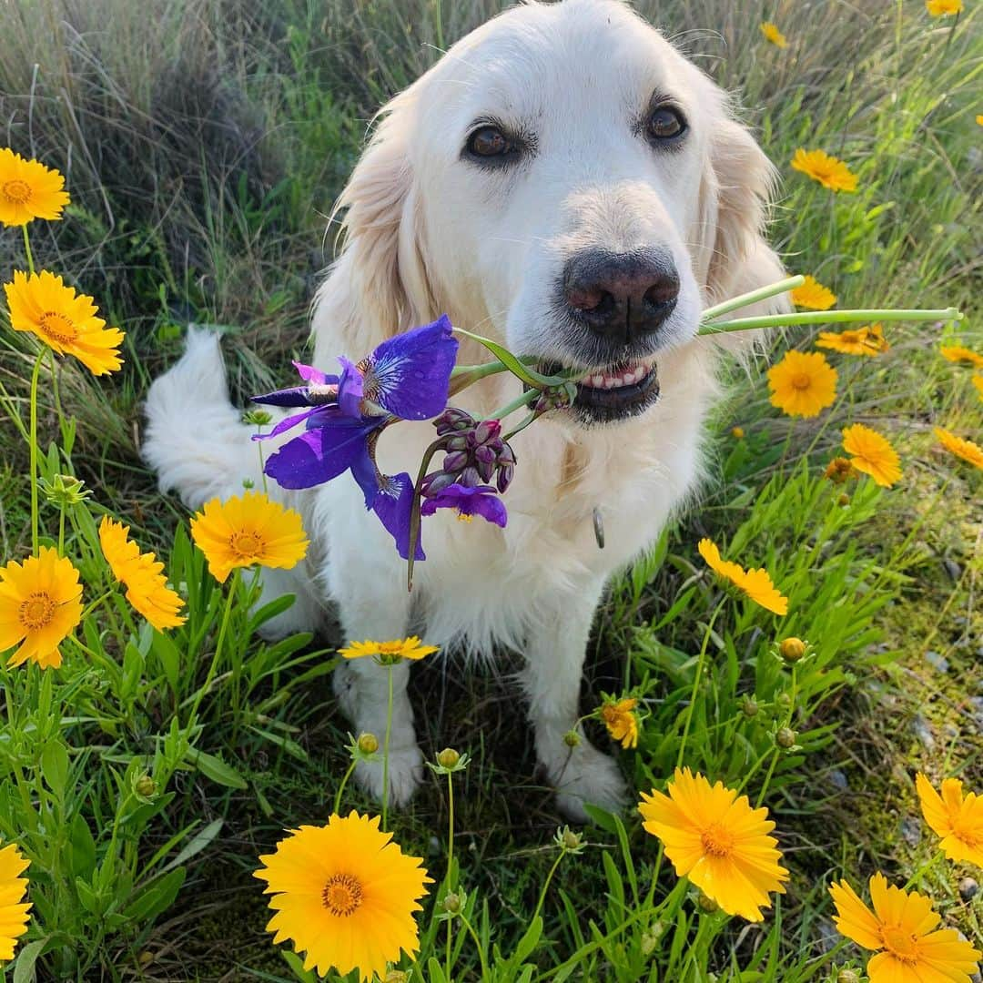 P太郎ママさんのインスタグラム写真 - (P太郎ママInstagram)「#花と犬 野良の花に限れば、 初夏は一番花の多い季節。 #オオキンケイギク #ムラサキツユクサ #アヤメ #カラスの羽 ←花か？ 今年は、 5月は毎日母の日なんだって。 おかーしゃん、感謝の花あげるーー。 ←そんなんゆわれたら泣く！ しかし言わんな。 人語がじゃべれても言わんに違いない… 追記22:15 DMいただいた。 アヤメの茎は有毒らしい。 みなさん、くわえさせたりしちゃあかんよー。 教えてくれてありがとうーー。 今回は無事だったけど、今後気をつける！」5月20日 19時28分 - ptarodada