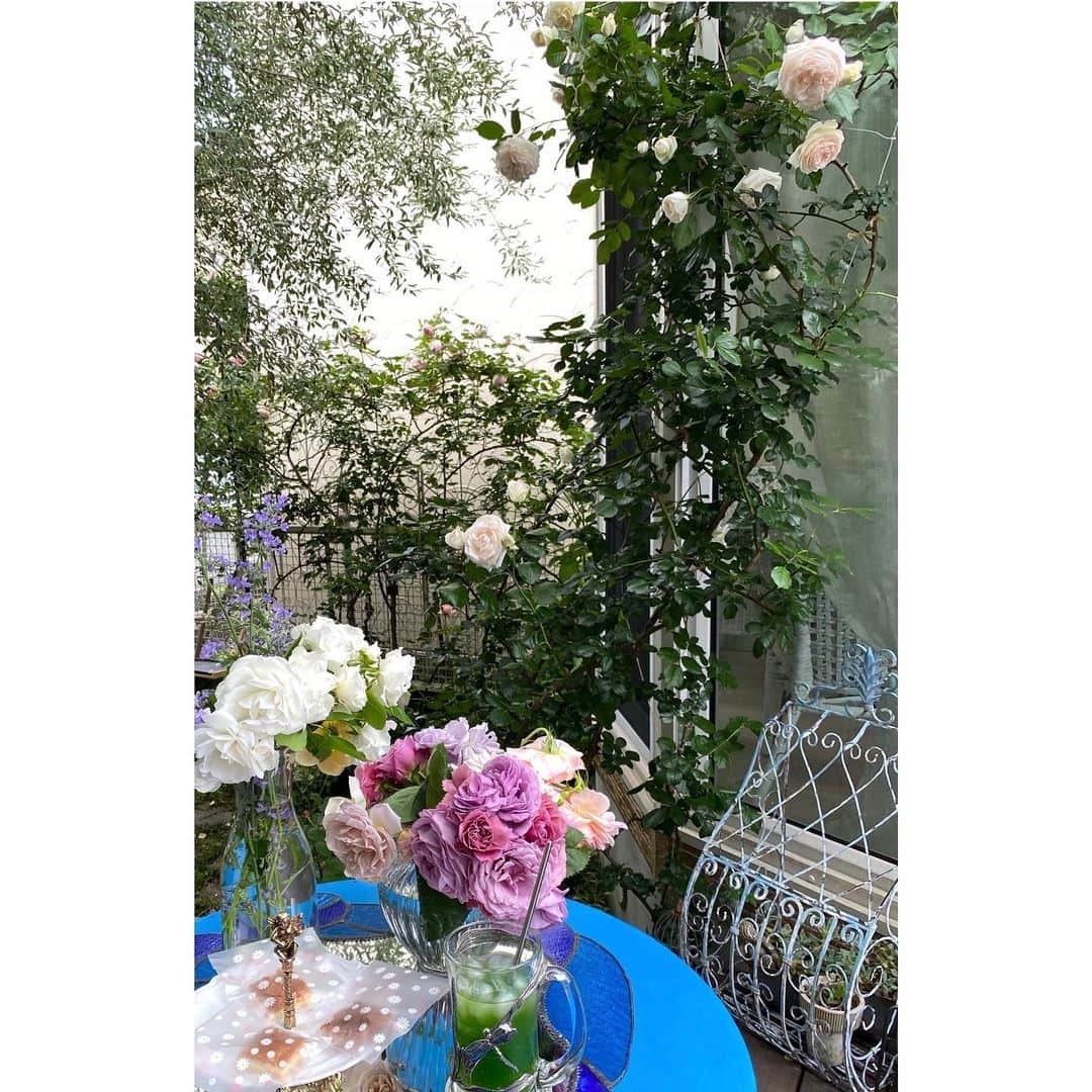 古賀陽子のインスタグラム：「薔薇のマダムこと @mirimili39 さんのお庭へバラをいただきに行きました🌹 美しいバラに囲まれたお庭✨めちゃくちゃ素敵な空間でした✨ たくさんいただいたバラをまた描かせてもらいます😊🙏🌹🌹🌹 #ご近所 #秘密の花園 #バラ #バラ園 #庭 #ガーデニング #roses #rosegarden #garden」
