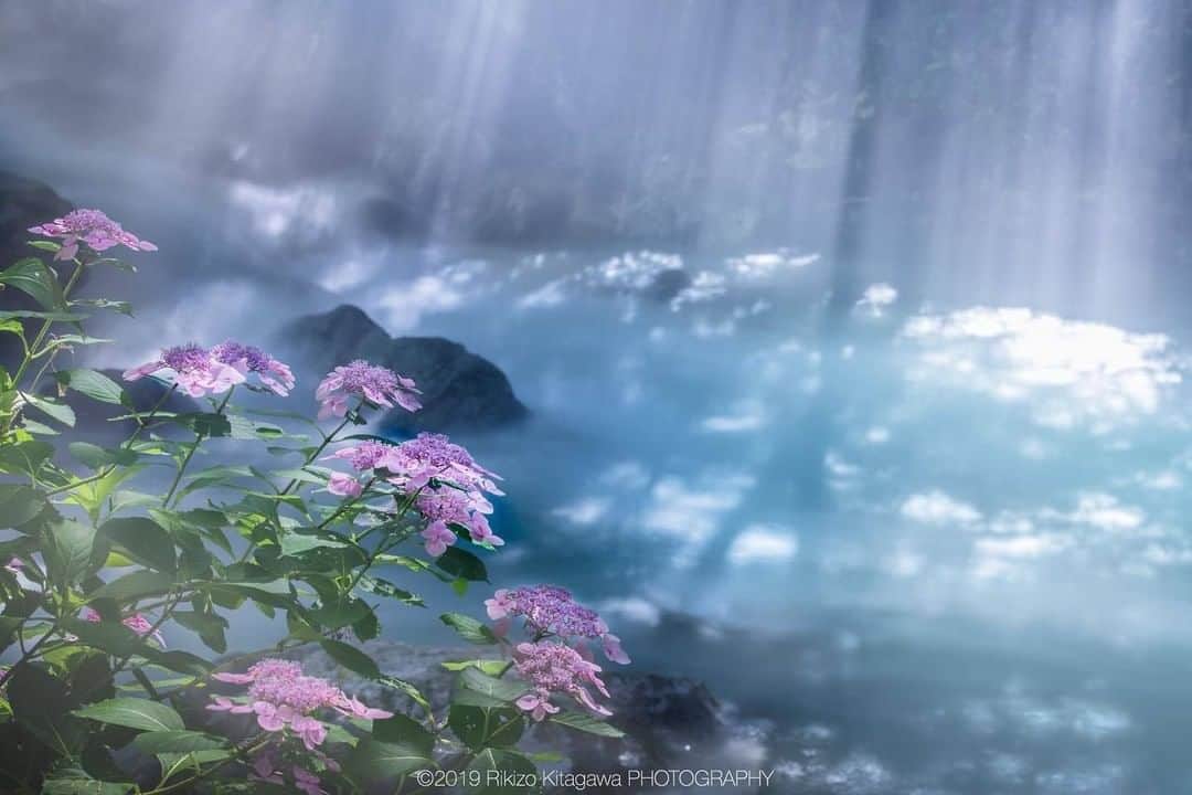 花の写真館のインスタグラム：「Photo by @rikizo_kitagawa.⠀ https://instagram.com/rikizo_kitagawa/⠀ .⠀ Original Post[投稿いただいたURL]⠀ https://www.instagram.com/p/By3jOy8gMjv/⠀ .⠀ 本アカウントは、 #私の花の写真 をつけてInstagramに投稿された皆さまの花の写真や、「花の写真館」Facebookページで投稿された花の写真を紹介します。⠀ 「花の写真館」Facebookページは、「 @floral.photograph 」のプロフィールにあるURLからご覧ください。⠀ .⠀ ※日本政府により緊急事態宣言が発令されました。 皆様、政府、自治体など公的機関の指示に従った行動をお願いします。⠀ 東京カメラ部および分室では、写真を「見る楽しみ」を提供することを通して、微力ながら皆様にわずかな時間でも癒しをお届けしたいと思っております。⠀ ※本アカウントは東京カメラ部がFacebook、Instagramのサービスを利用して運営しているもので、Facebook社・Instagramとは一切関係ありません。⠀ .⠀ #花の写真館 #floralphotograph #floralphoto #flower #flowers⠀ Follow: @floral.photograph」