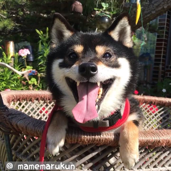 まめ丸のインスタグラム：「* * 今日もおさんぽがえりに のせてもらったよ🐶💓 #昔ながらの乳母車 * My new car🐶💓 * #すっかりお気に入り #まめ丸の新しいカート 🐶❓ #まめスマイル ☺︎ * #柴犬#豆柴#柴#黒柴#犬#しばいぬ#shiba#shibainu#shibastagram#shibadog#ig_japan#ig_dogphoto#puppy#instadog#dogstagram#dog#petstagram#pet#강아지#dailyfluff#weeklyfluff#いぬのきもち#いぬのきもち部」