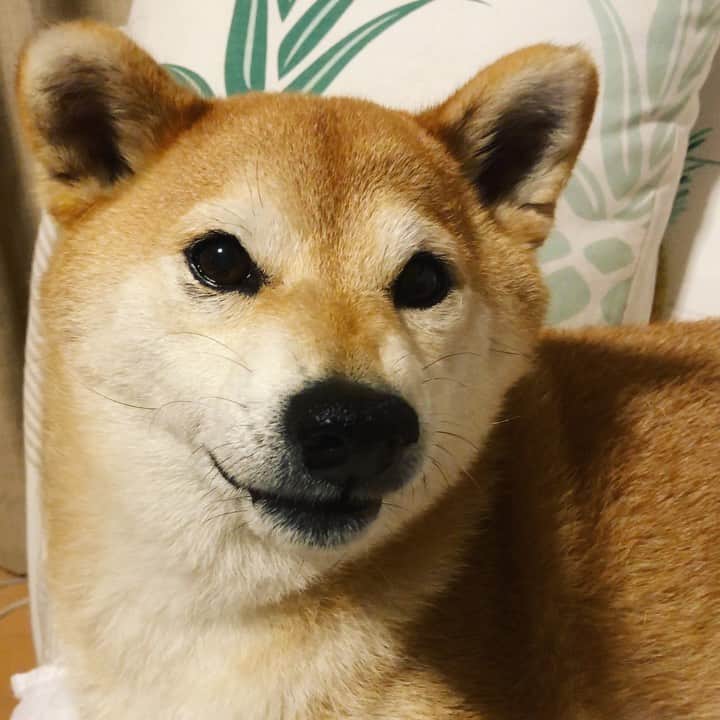 マロたんのインスタグラム：「No Thank you! だっこ？「嫌ぁぁぁ！」 爪切りの気分じゃないので嫌だそうです 犬は飼い主に絶対服従するべきとは思わないし、マロたんにはマロたんの意思があるので、爪切りは次回に延期でいいよ #shiba #shibainu #weeklyfluff」