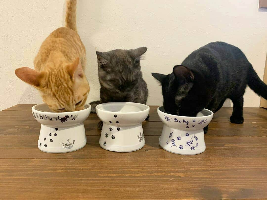 猫壱（ねこいち•ネコイチ）さんのインスタグラム写真 - (猫壱（ねこいち•ネコイチ）Instagram)「. 【Instagramに投稿して猫壱商品をもらっちゃおう✨ 】 ▫ みんなでご飯😋✨ ▫ ▫ #食べる姿は #三猫三様😺❤ ▫ ▫ お気に入りの商品は  #ハッピーダイニング #脚付フードボウル 猫柄  #ハッピーダイニング #限定脚付フードボウル ネイビー #ハッピーダイニング #限定脚付フードボウル 猫と音符 でした✨ ▫ ▫ :::::::::#猫壱 ::::::: #猫壱キャンペーン 5月はあなたのお気に入り#ハッピーダイニング を見せてもらう特別企画です👍✨ ▫ あなたにとって、猫にとって一番『とっておき』のハッピーダイニングを見せてください😺❤ 猫さんのお名前も教えてくれるとあわせてご紹介します😁👍 ▫ またこんなに#ハッピーダイニング #脚付きフードボウル を持ってるよ！というご自慢もあわせてお待ちしてます👍✨ ▫ 気になる方は @necoichicojp からチェックしてくださいね❤ ▫ ▫ Repost from @kbp.03_10 thank-you💕💕💕」5月20日 20時21分 - necoichicojp