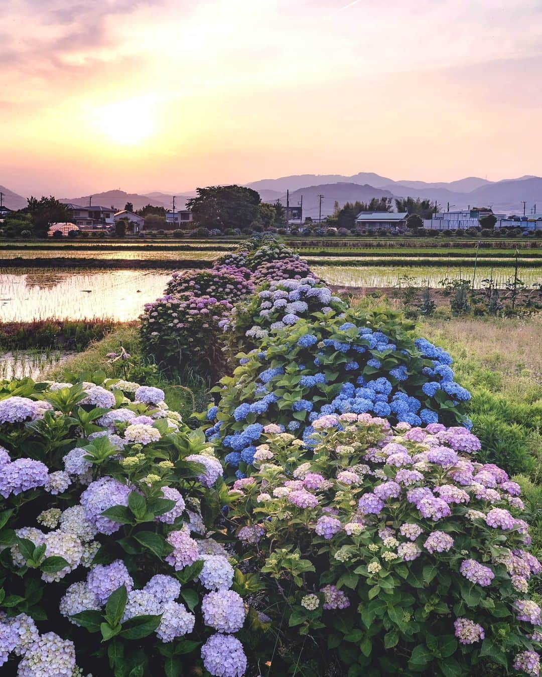 masayaさんのインスタグラム写真 - (masayaInstagram)「Hydrangeas Festival last year 去年の開成町あじさいまつり Knagawa Prefecture  #あじさい #flowers #Hydrangeas #Hydrangea  #japan」5月20日 20時32分 - moonlightice